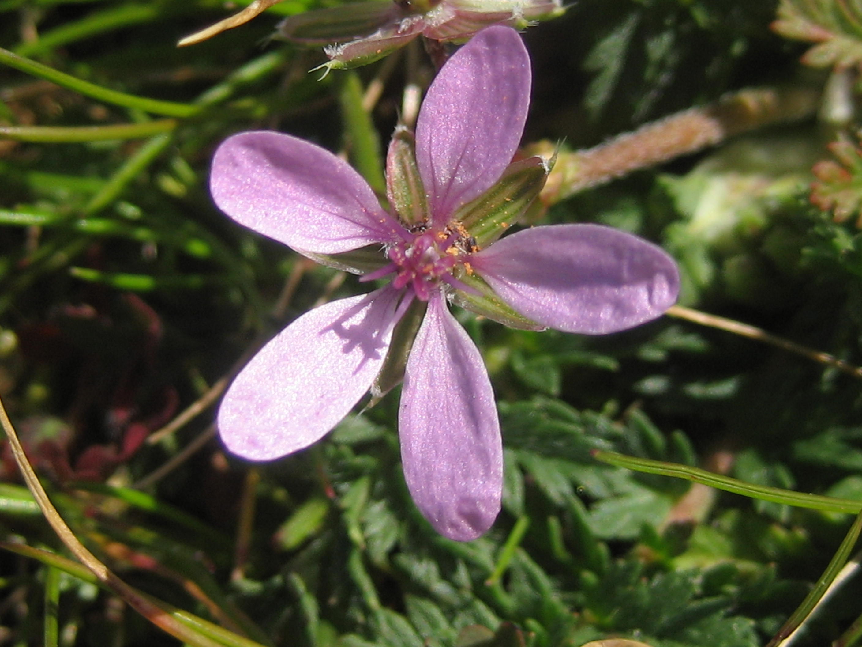 Erodium a feuilles de cigue(Erodium cicutarium)03.JPG