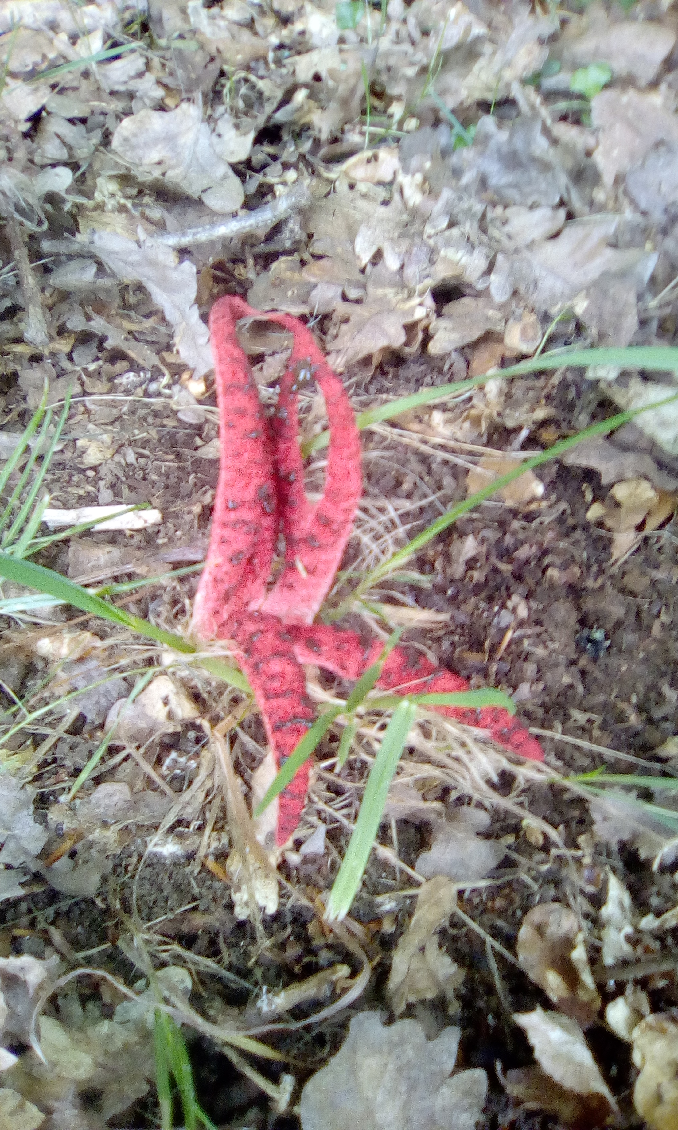 plante.jpg