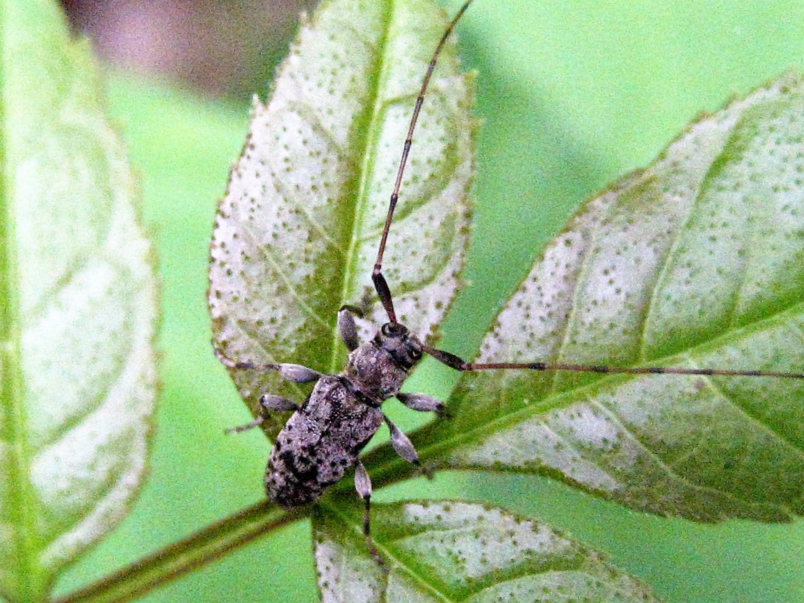 leiopus femoratus 3.JPG