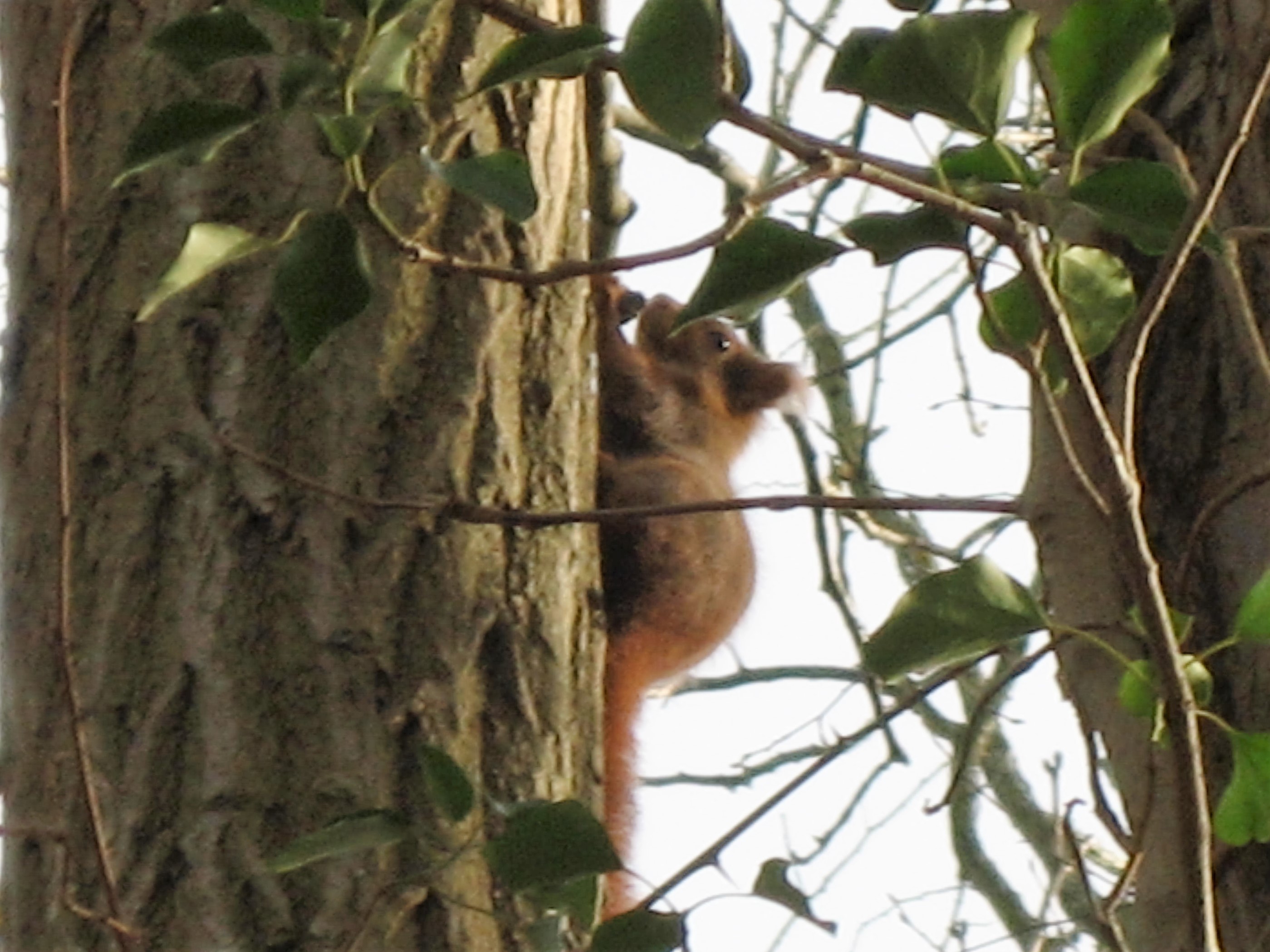 ecureuil a cergy-1.JPG