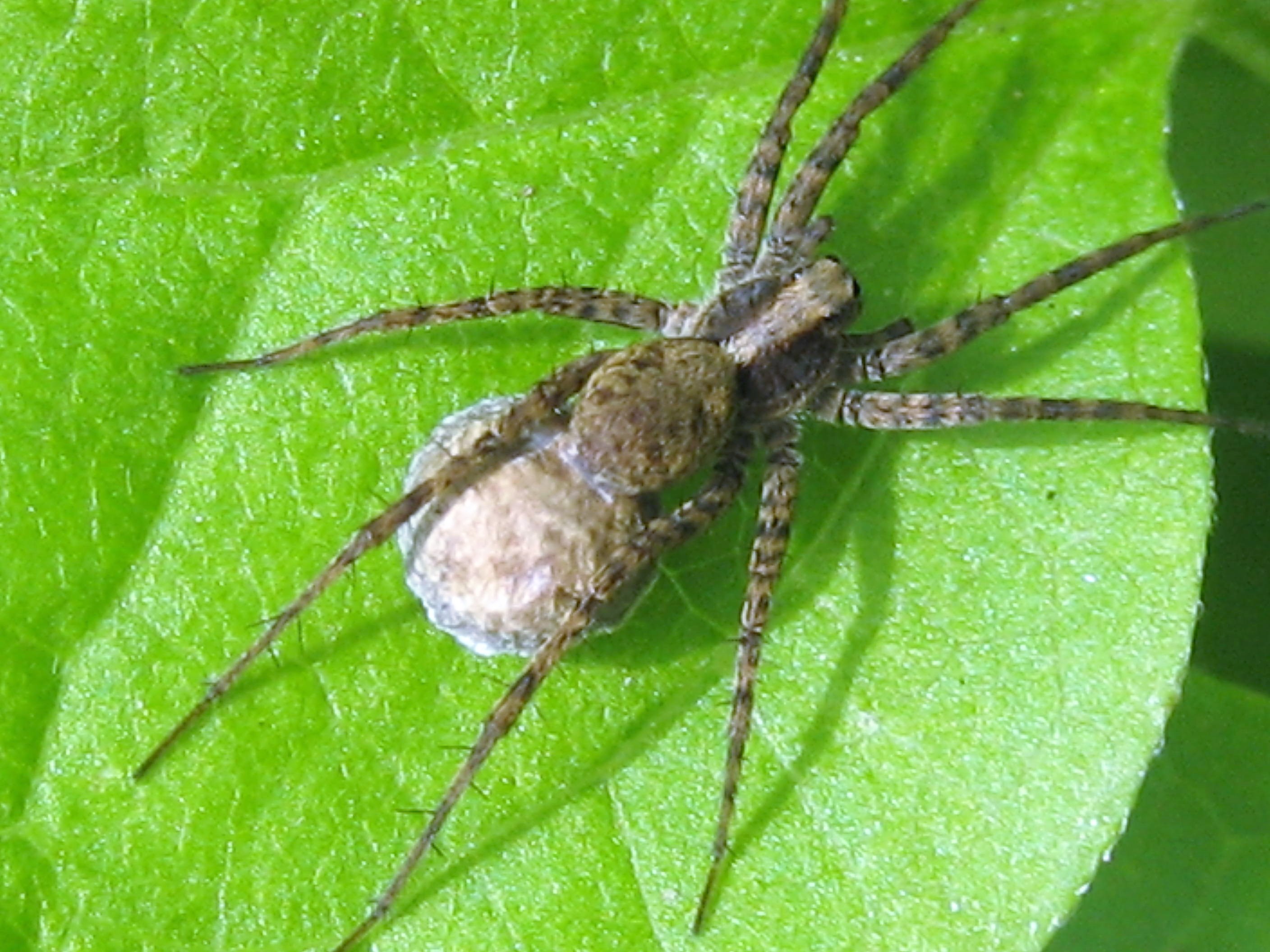 alopecosa albofasciata 5.JPG