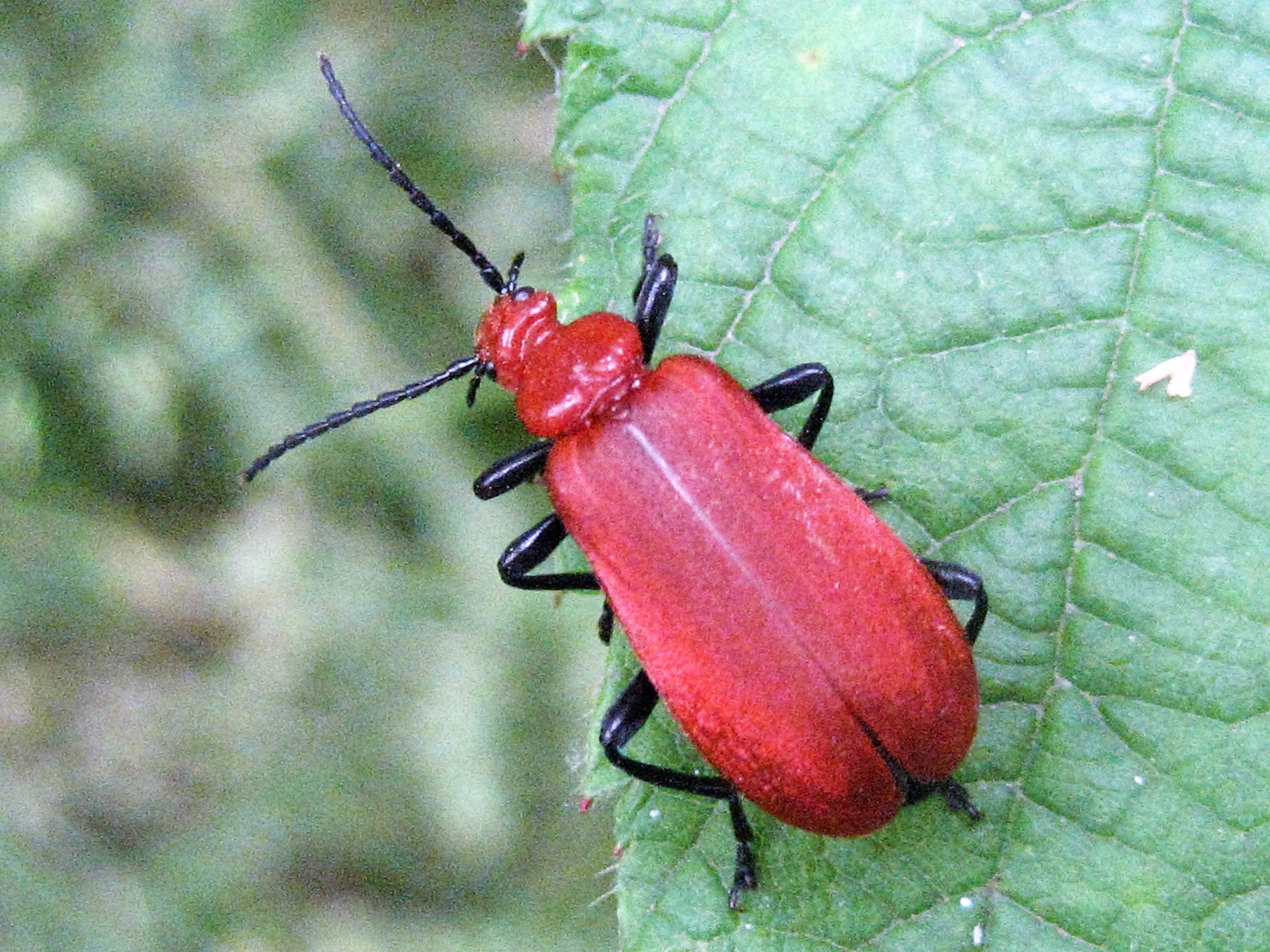 cardinal a tete rouge 8.JPG