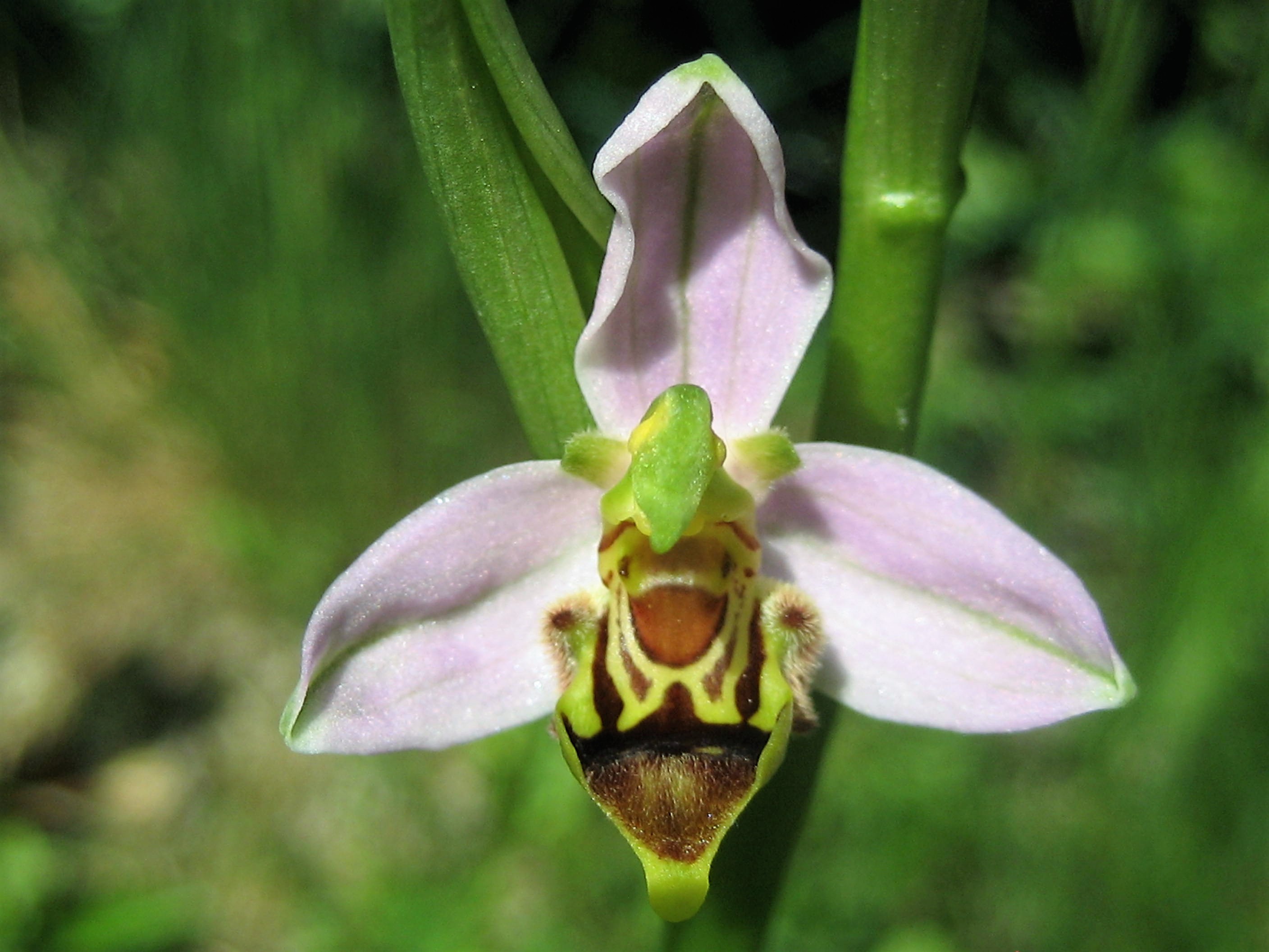 ophrys abeille (Ophrys apifera variété curviflora aurita)Troyes.JPG