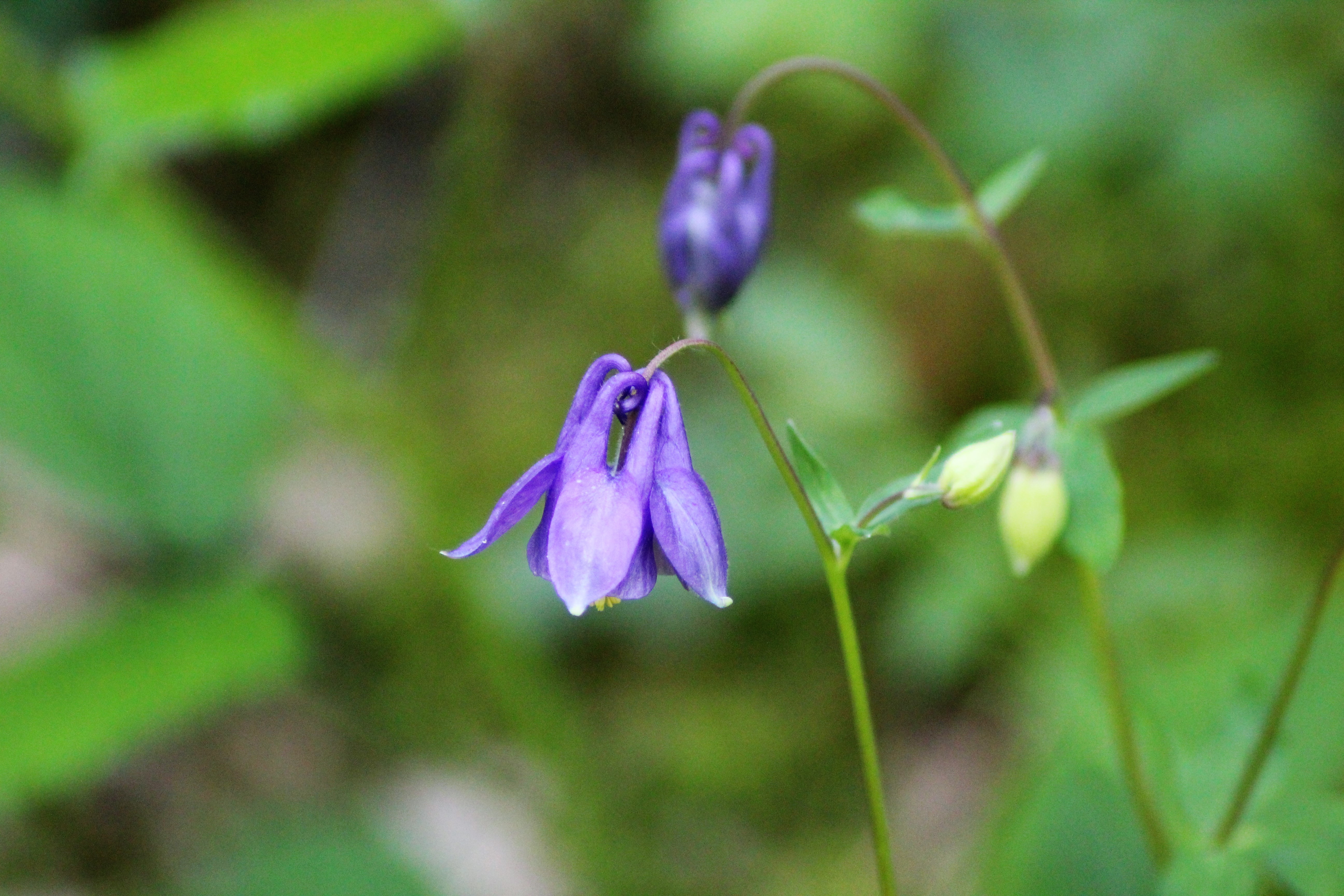 Ancolie commune(Aquilegia vulgaris) foret Marcenat 03 (2).JPG
