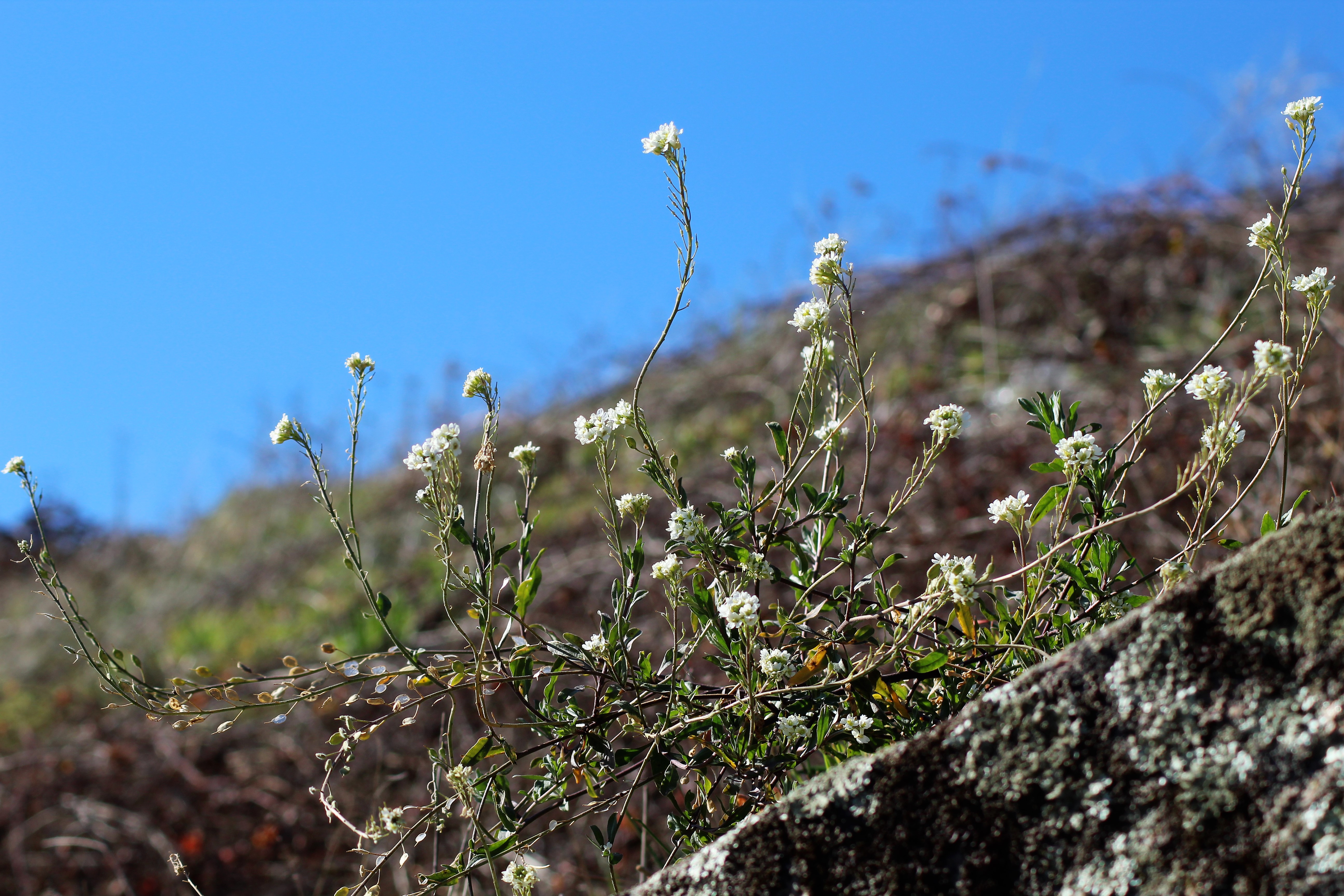 Arabette a oreilles(Arabis auriculata)03 St Pourçain (2).JPG