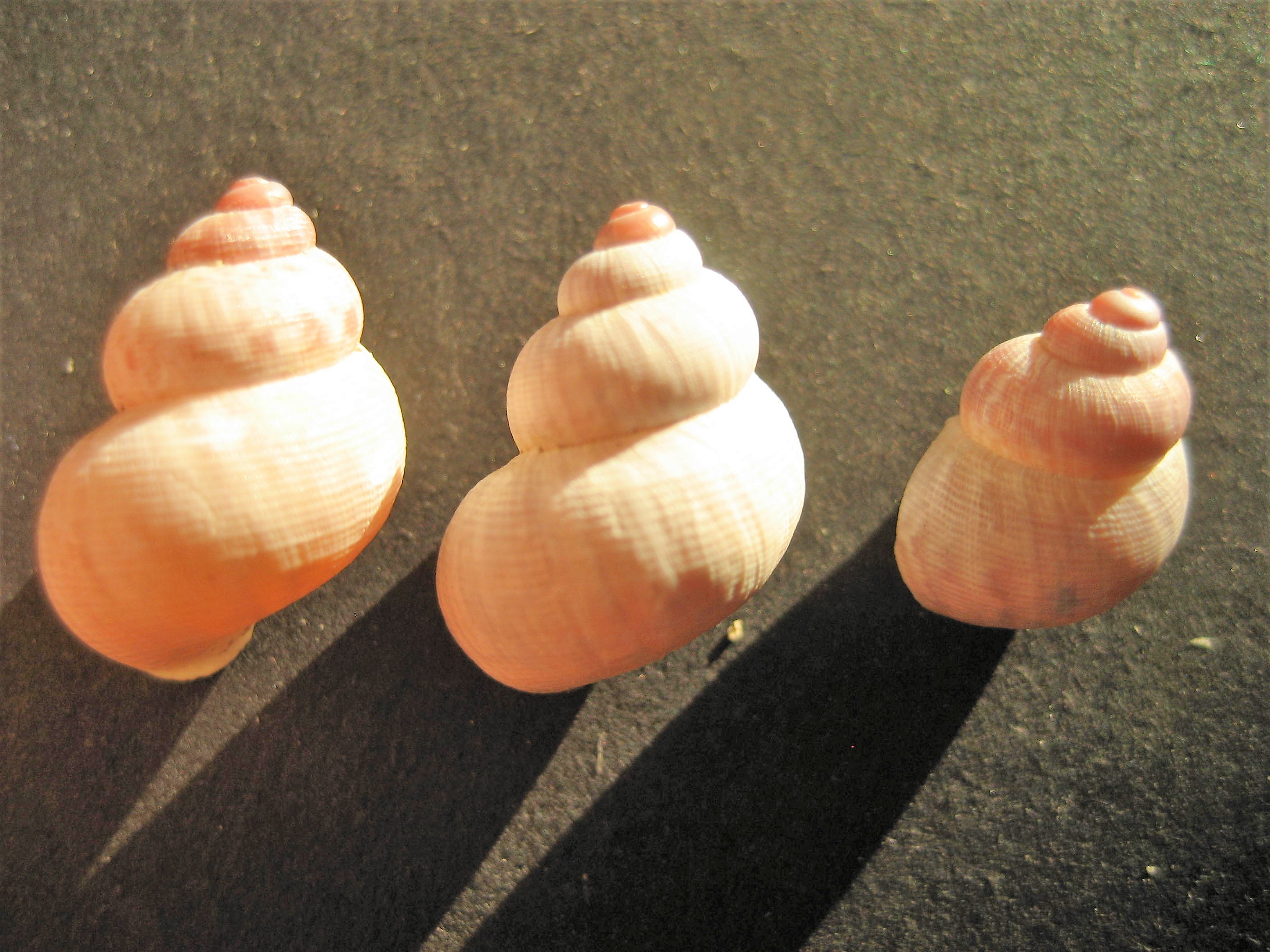 Elégante striée 03.JPG