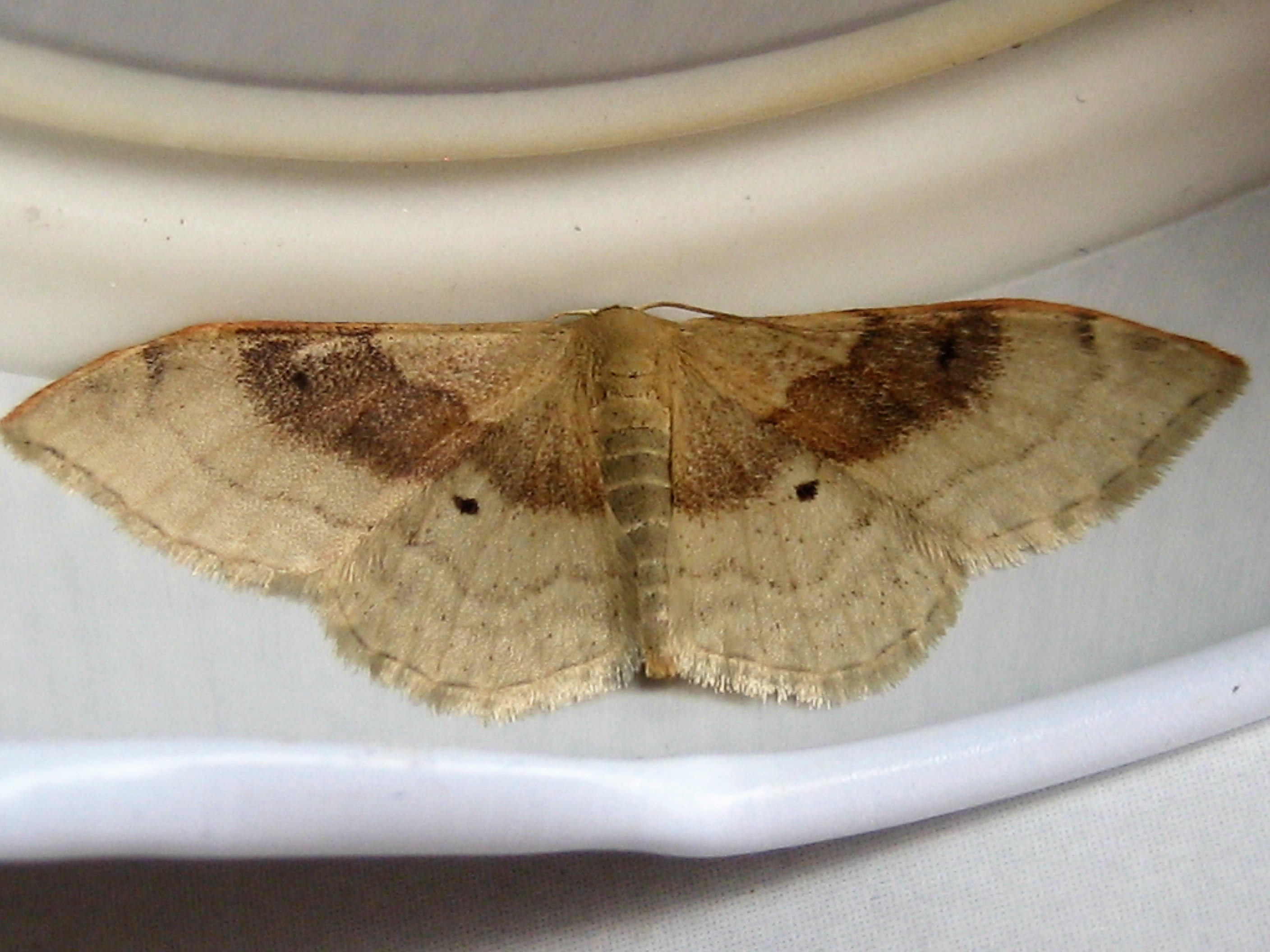 Acidalie dégénérée(Idaea degeneraria)Troyes.JPG