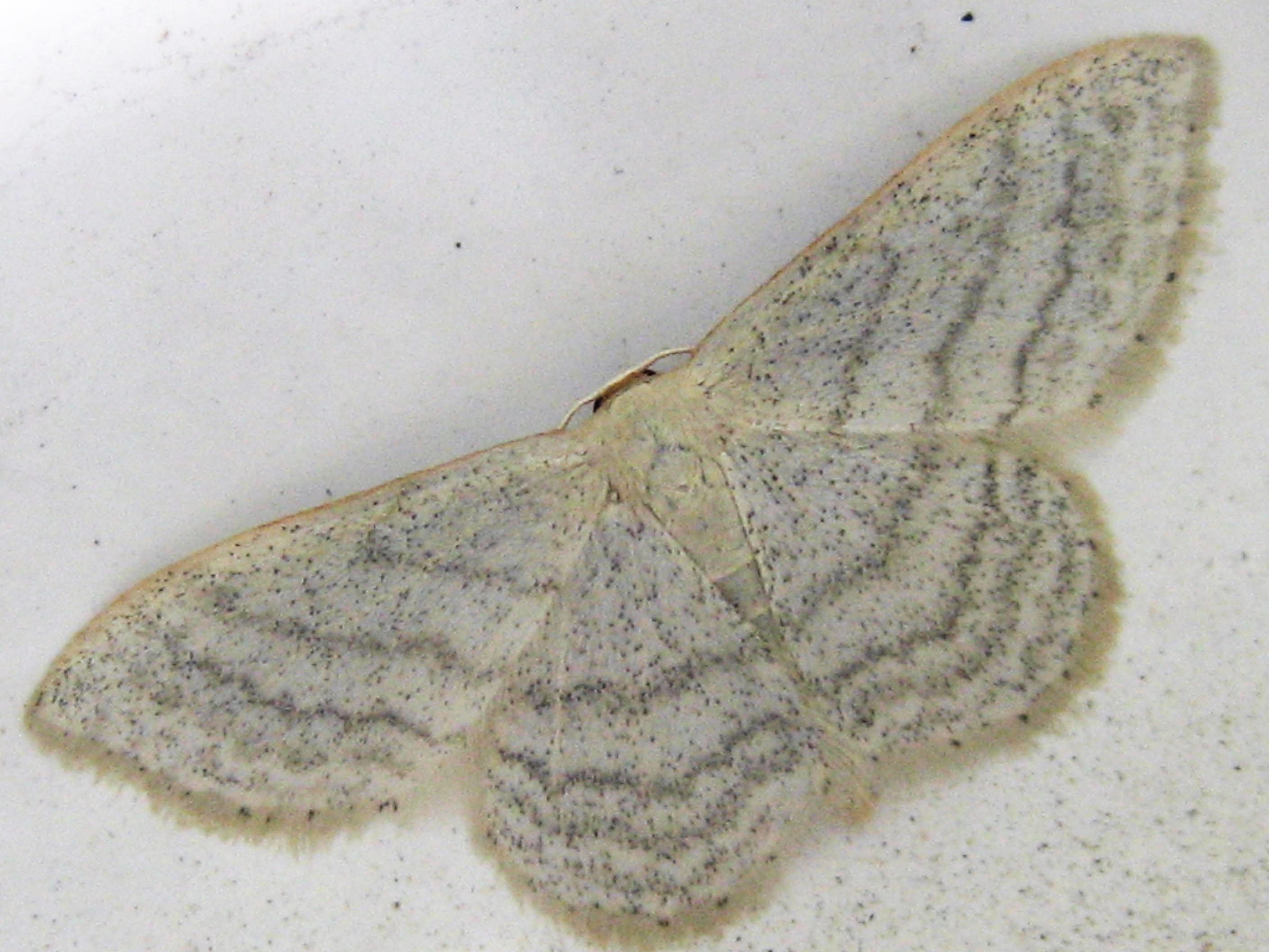 Acidalie sillonnée ou striée(Scopula virgulata)Troyes.JPG