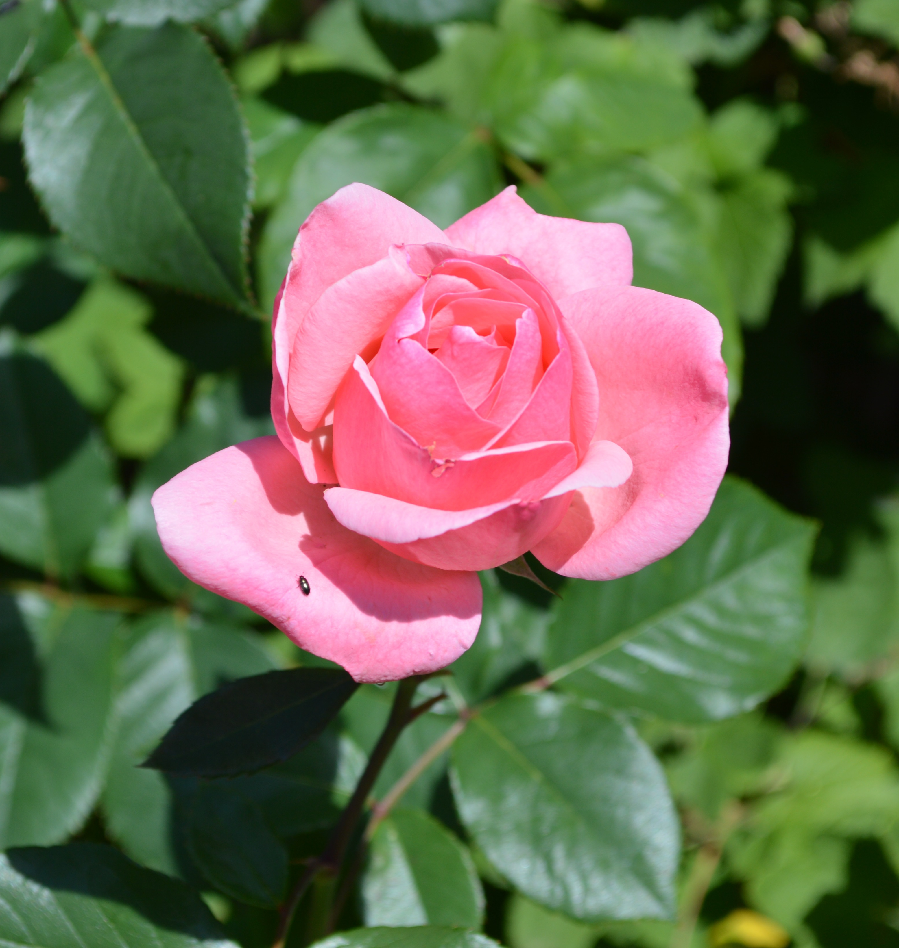 Rose rose du jardin 1.JPG