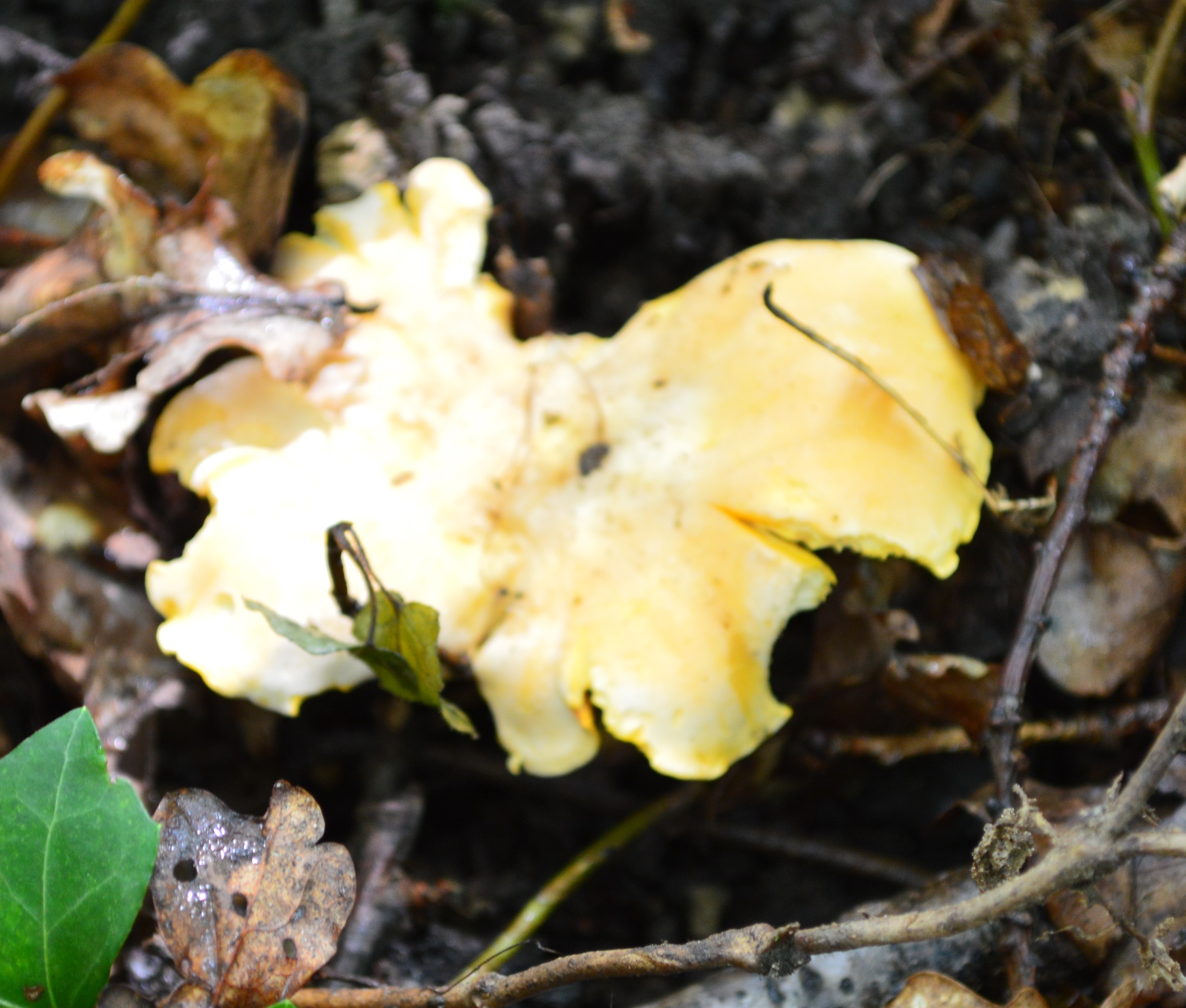 Girolles 2020 1.JPG