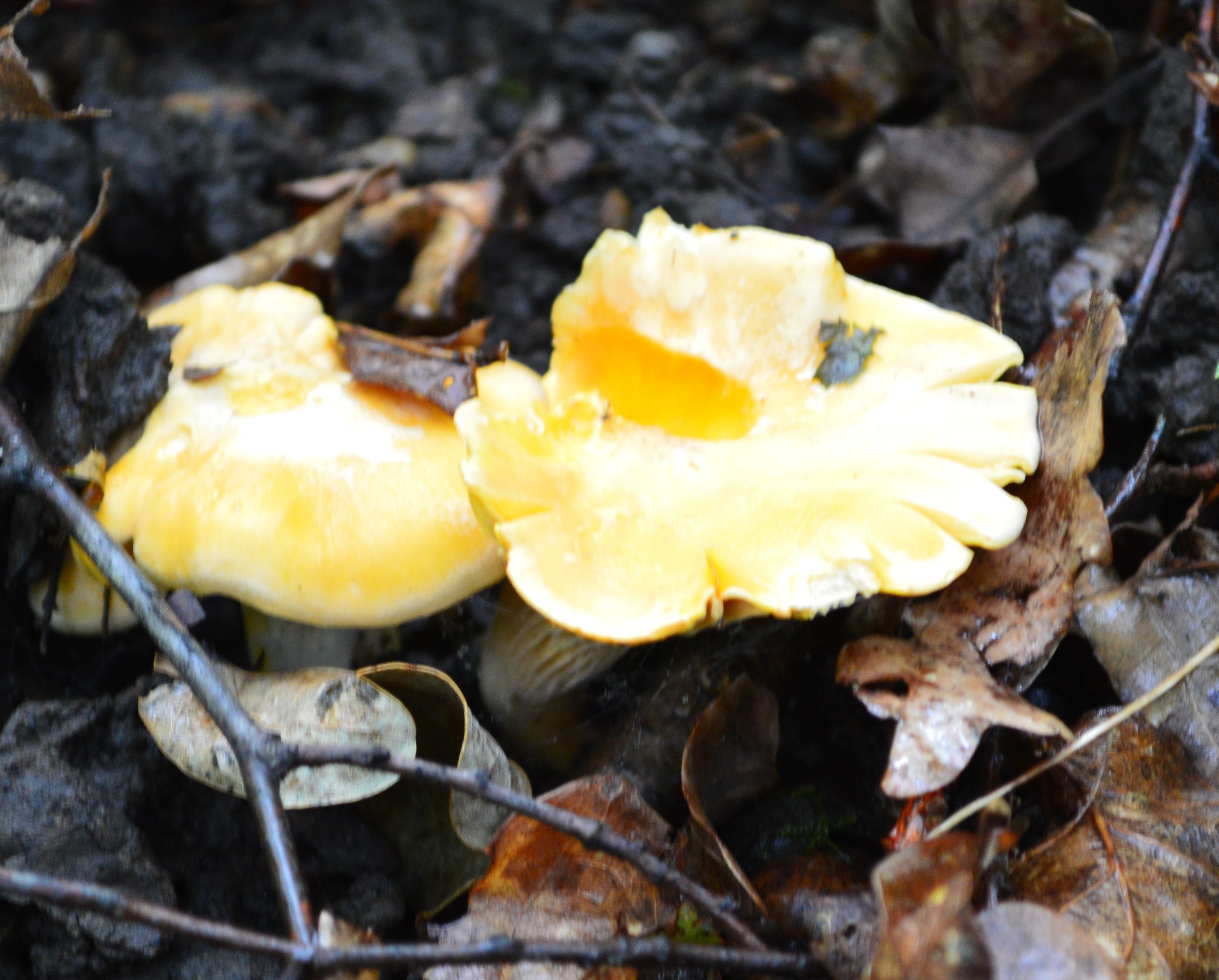 Girolles 2020 3.JPG