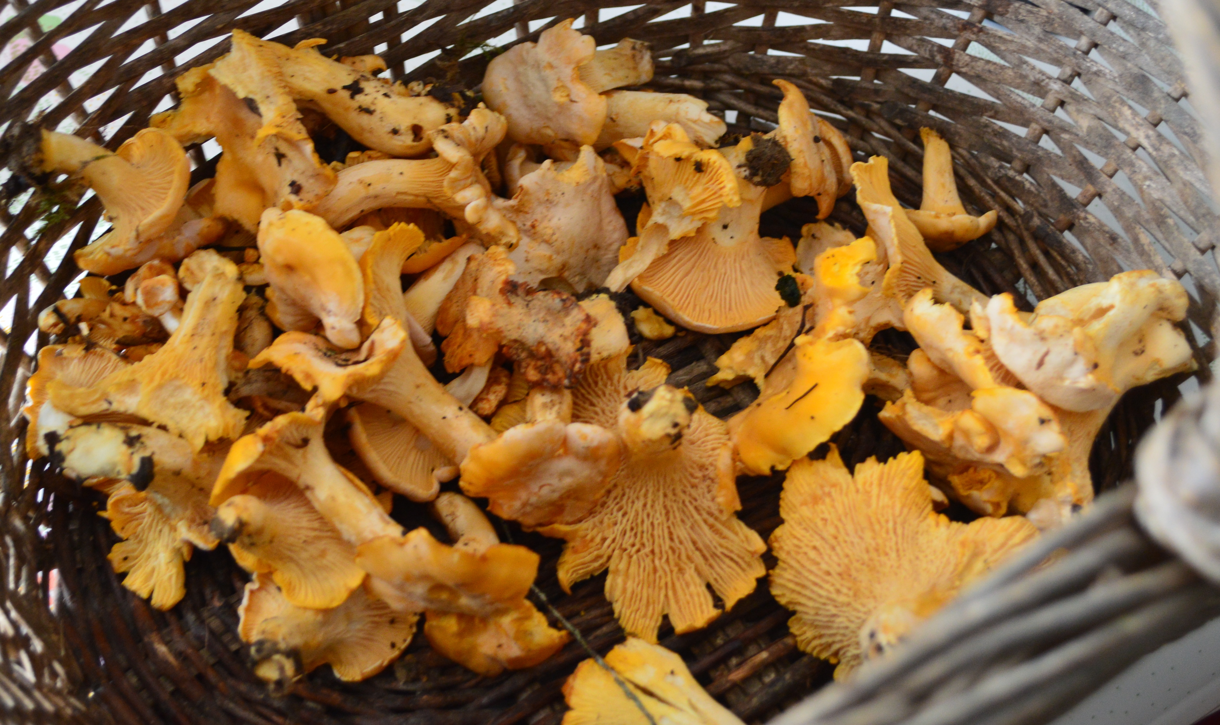 Girolles 2020 4.JPG