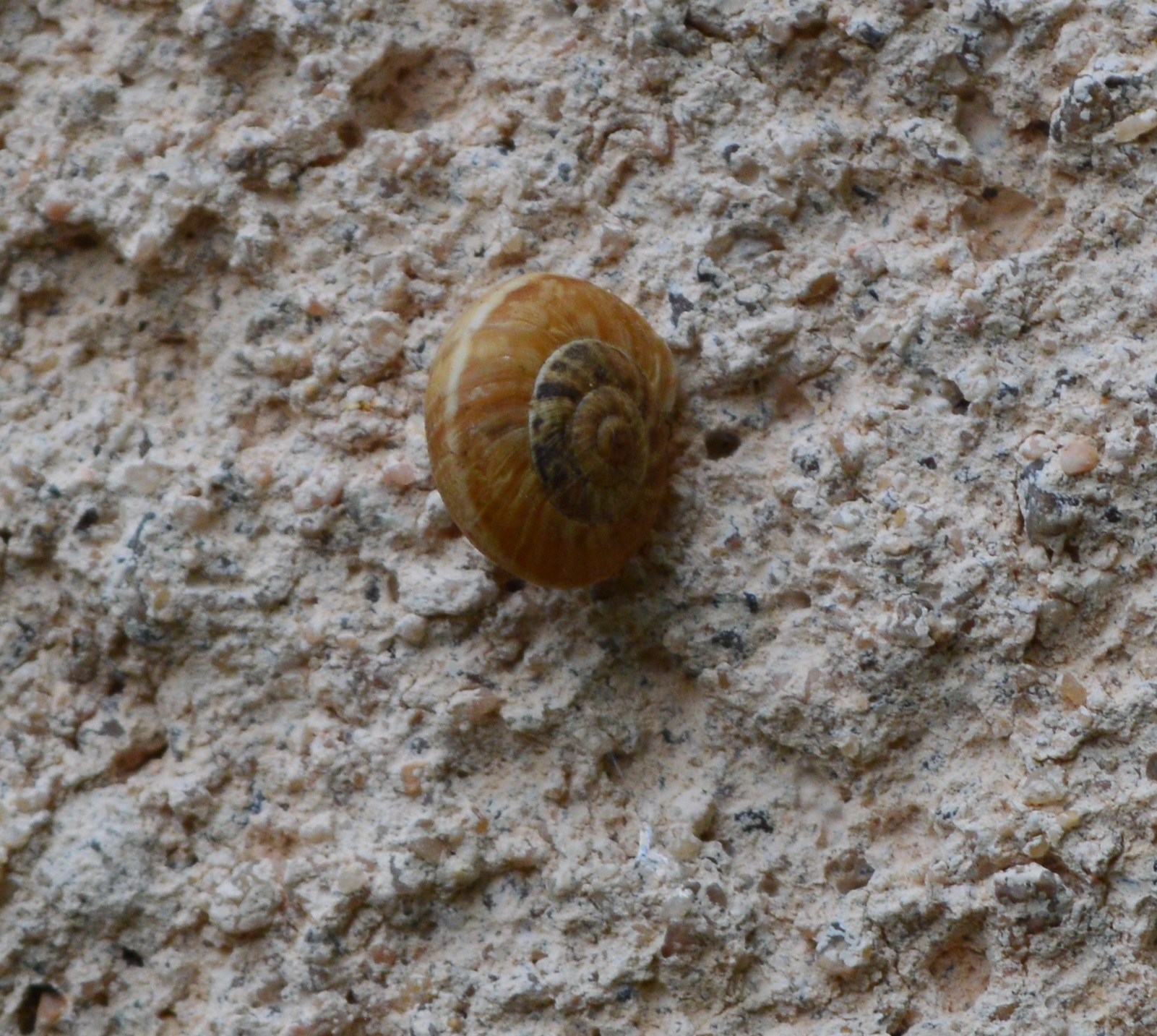 Xeropicta derbentina.JPG