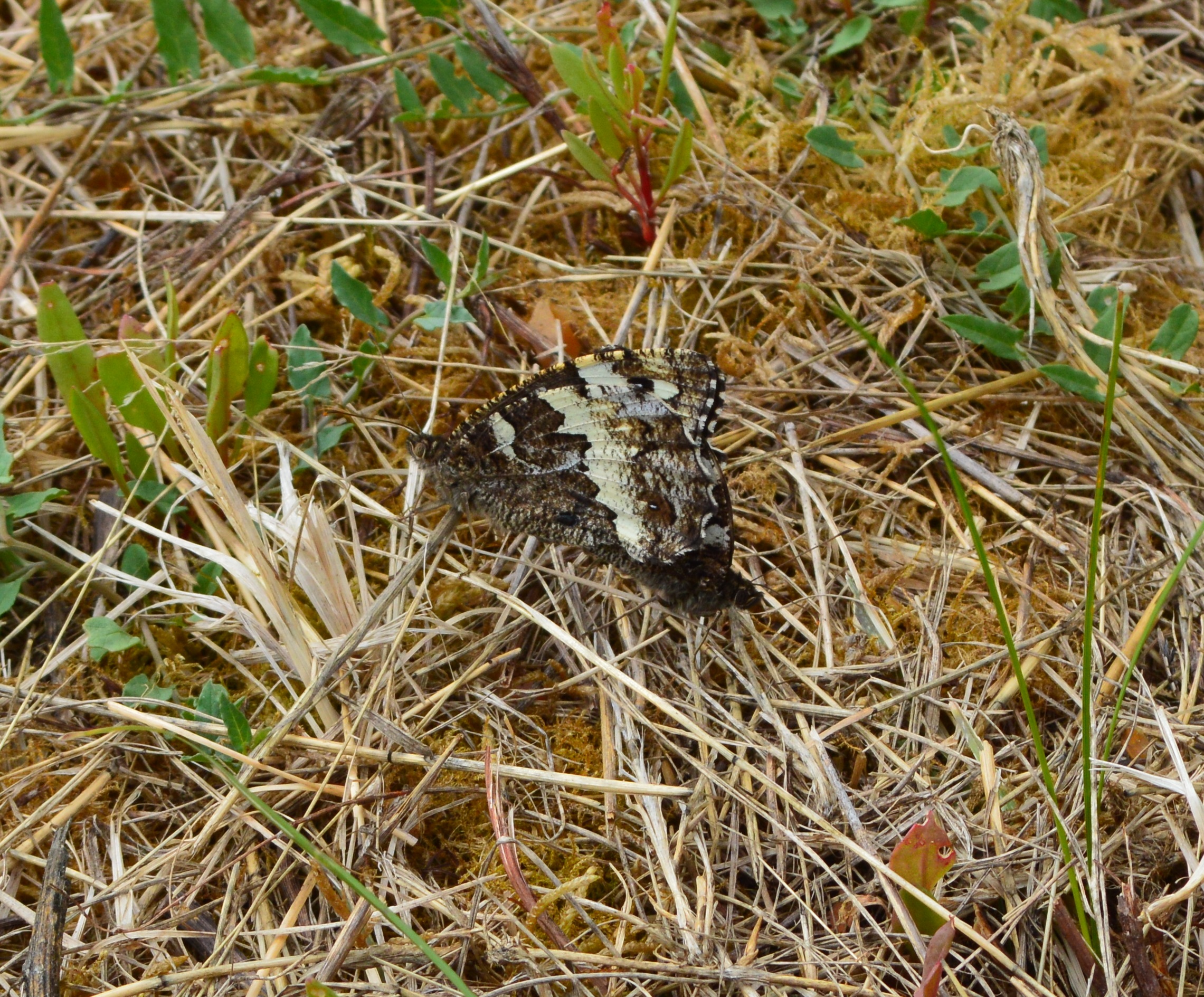 Papillons.JPG