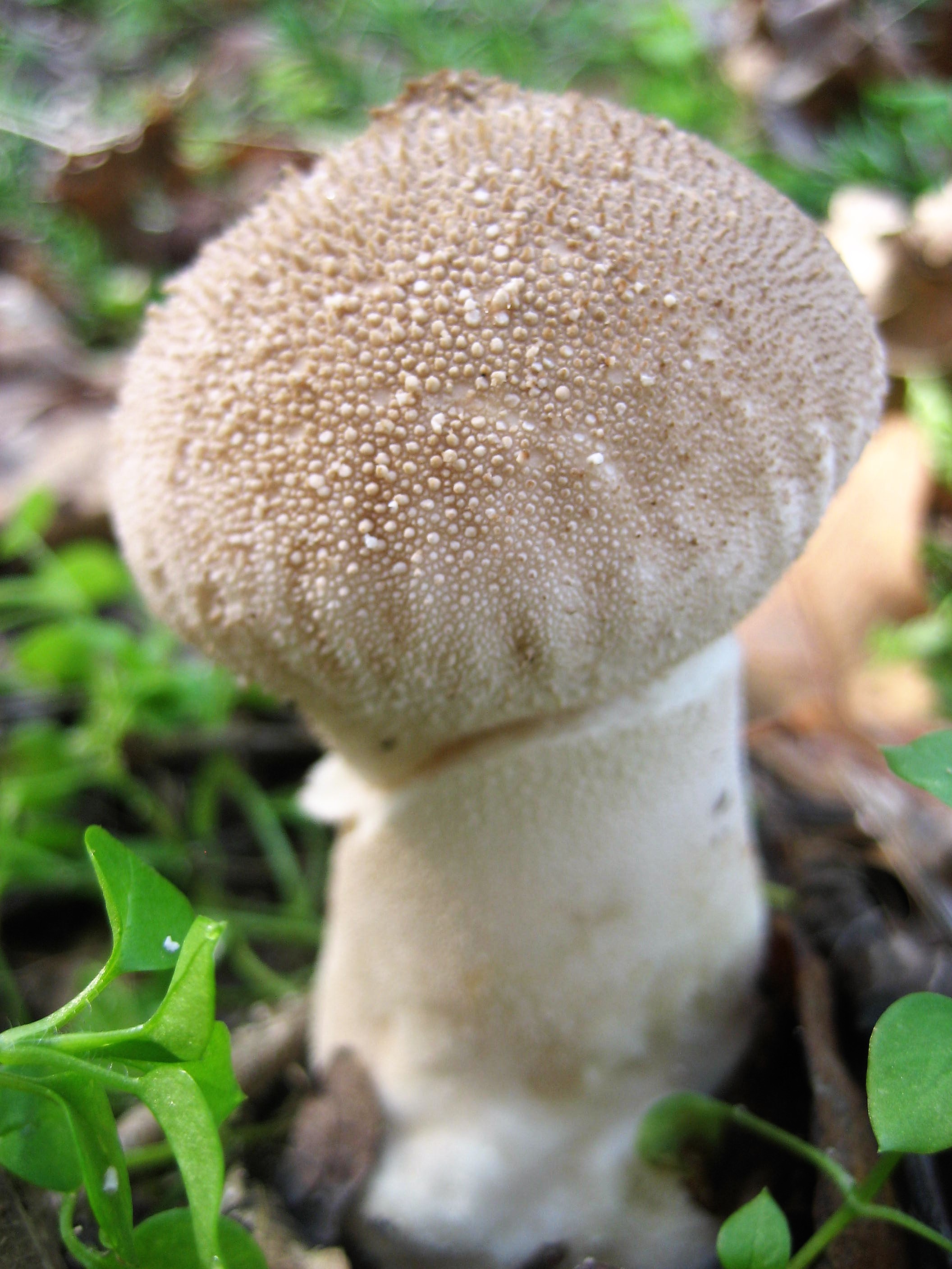 2019 Lycoperdon en forme de vase(Calvatia excipuliformis) 03 St Pourçain.JPG