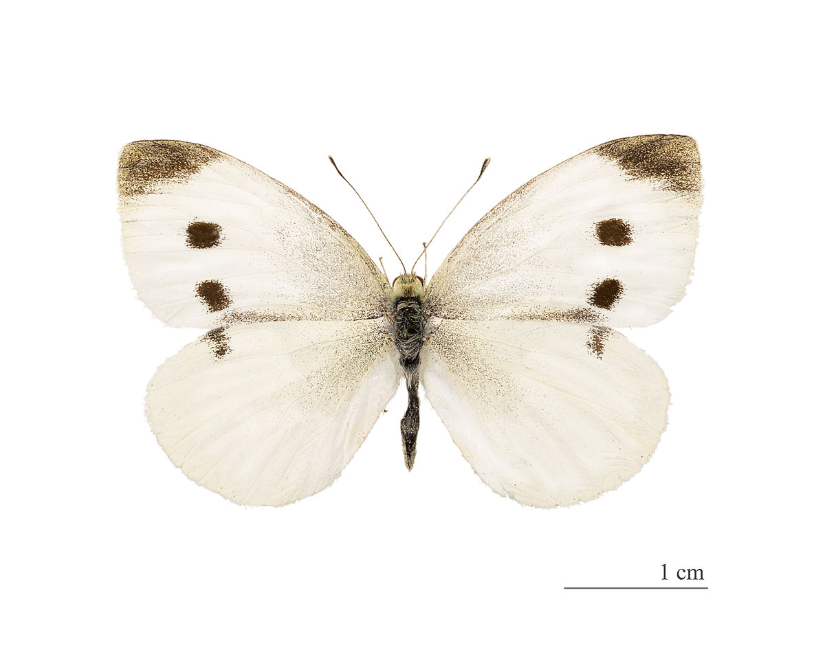 1200px-Pieris_rapae_MHNT_dos.jpg