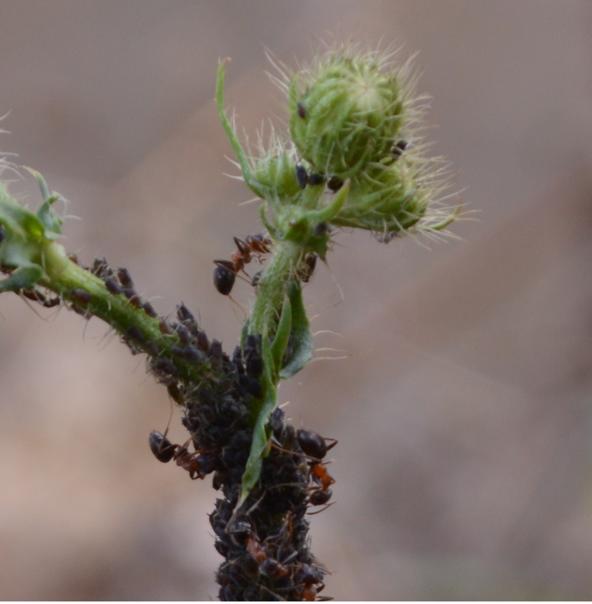 Fourmis rouge à la traite 2.jpg