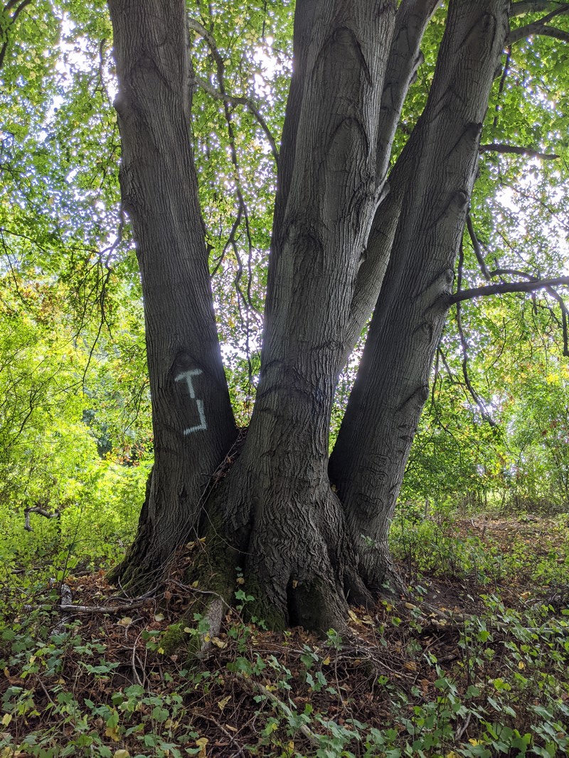 ARBRE.jpg