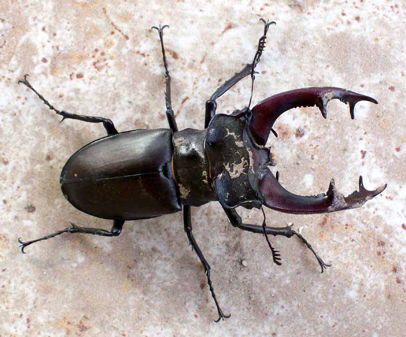 lucane cerf-volant-2.jpg