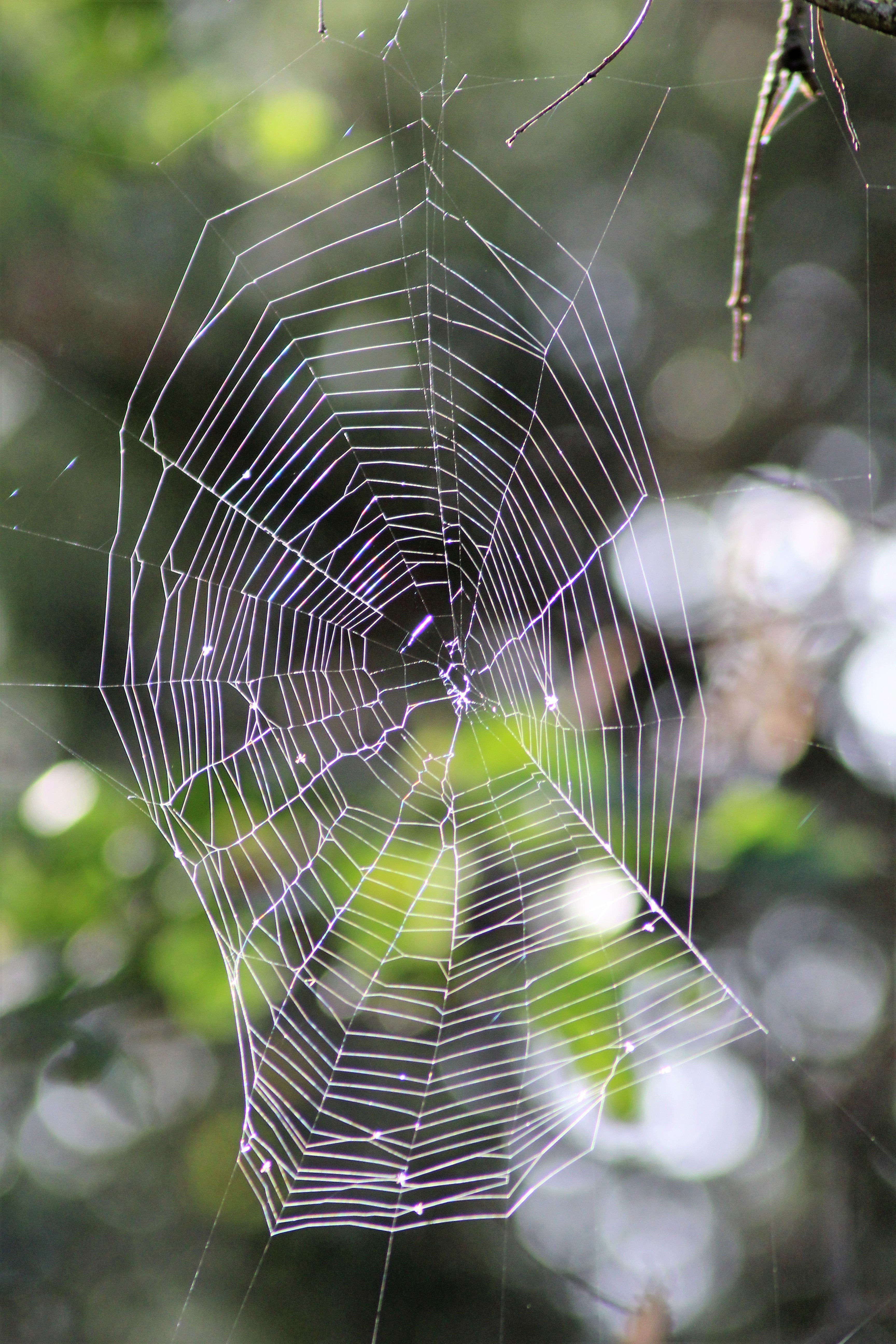 Toile d araignée bois de st Pourçain 03.JPG