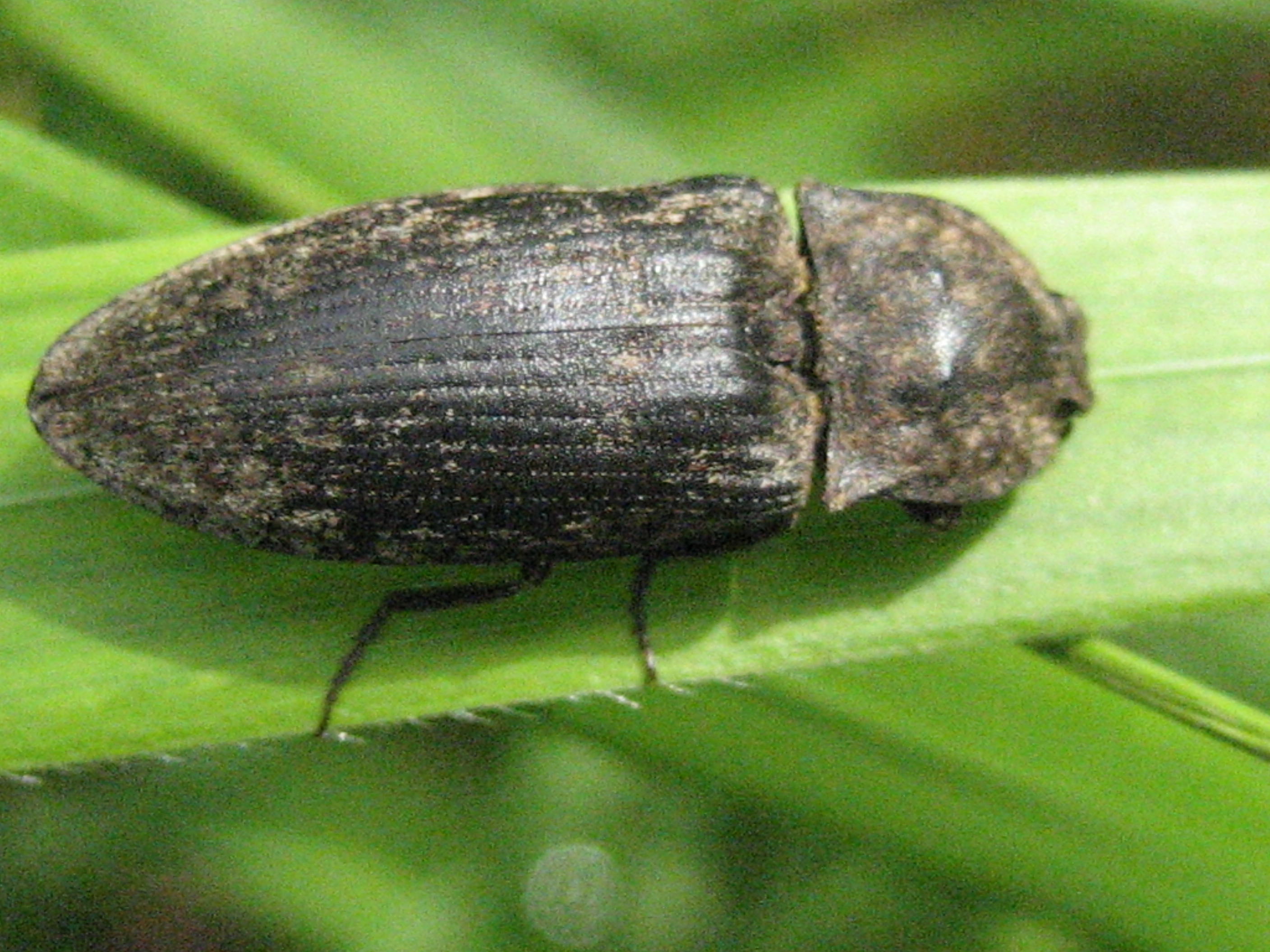 Adelocere des potagers(agrypnus murinus).JPG