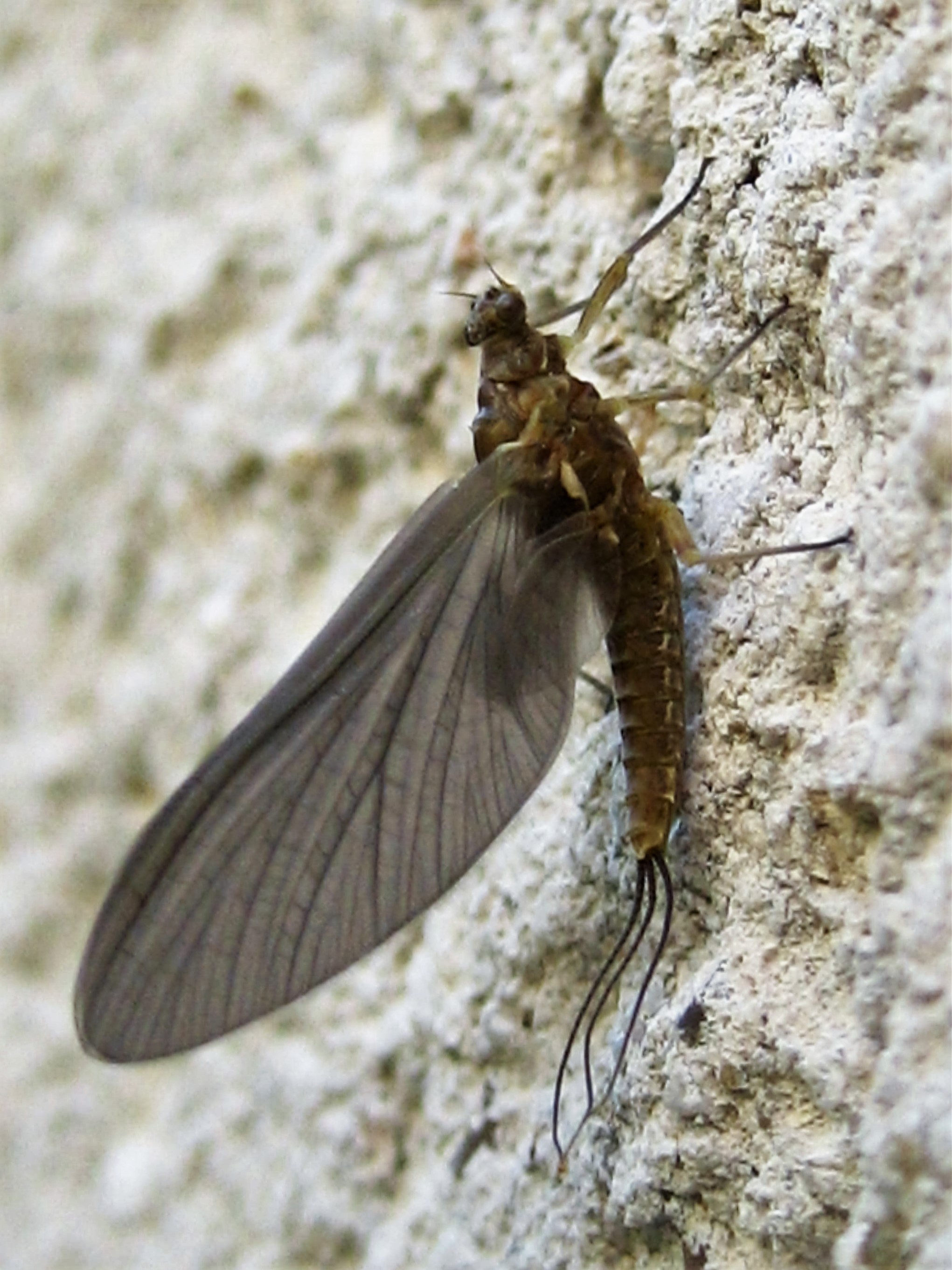 ecdyonurus sp 2.JPG