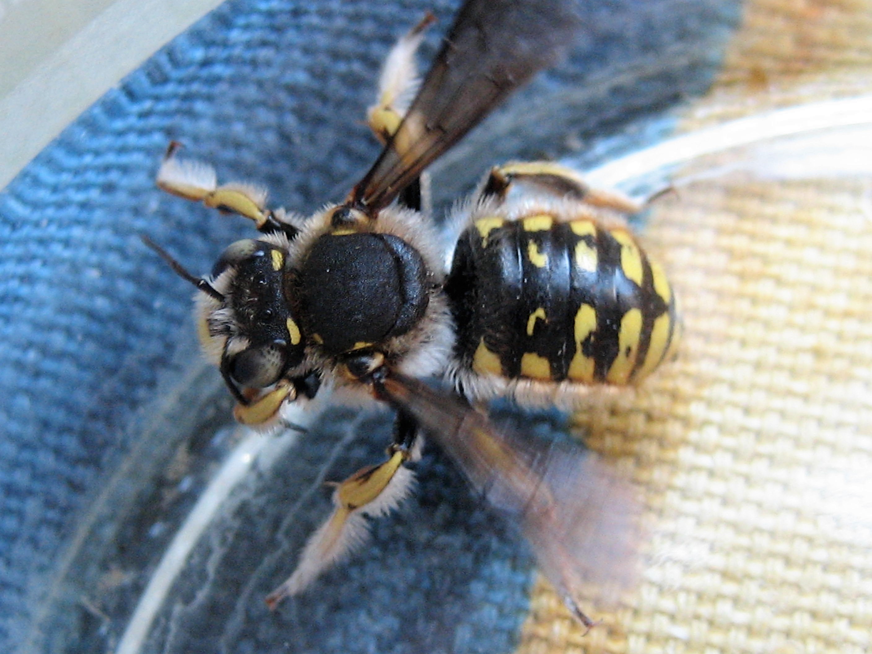 Abeille cotonniere(Anthidium manicatum)Troyes.Particularité elle collecte des boules de duvet mis sous l abdomen pour son nid.JPG