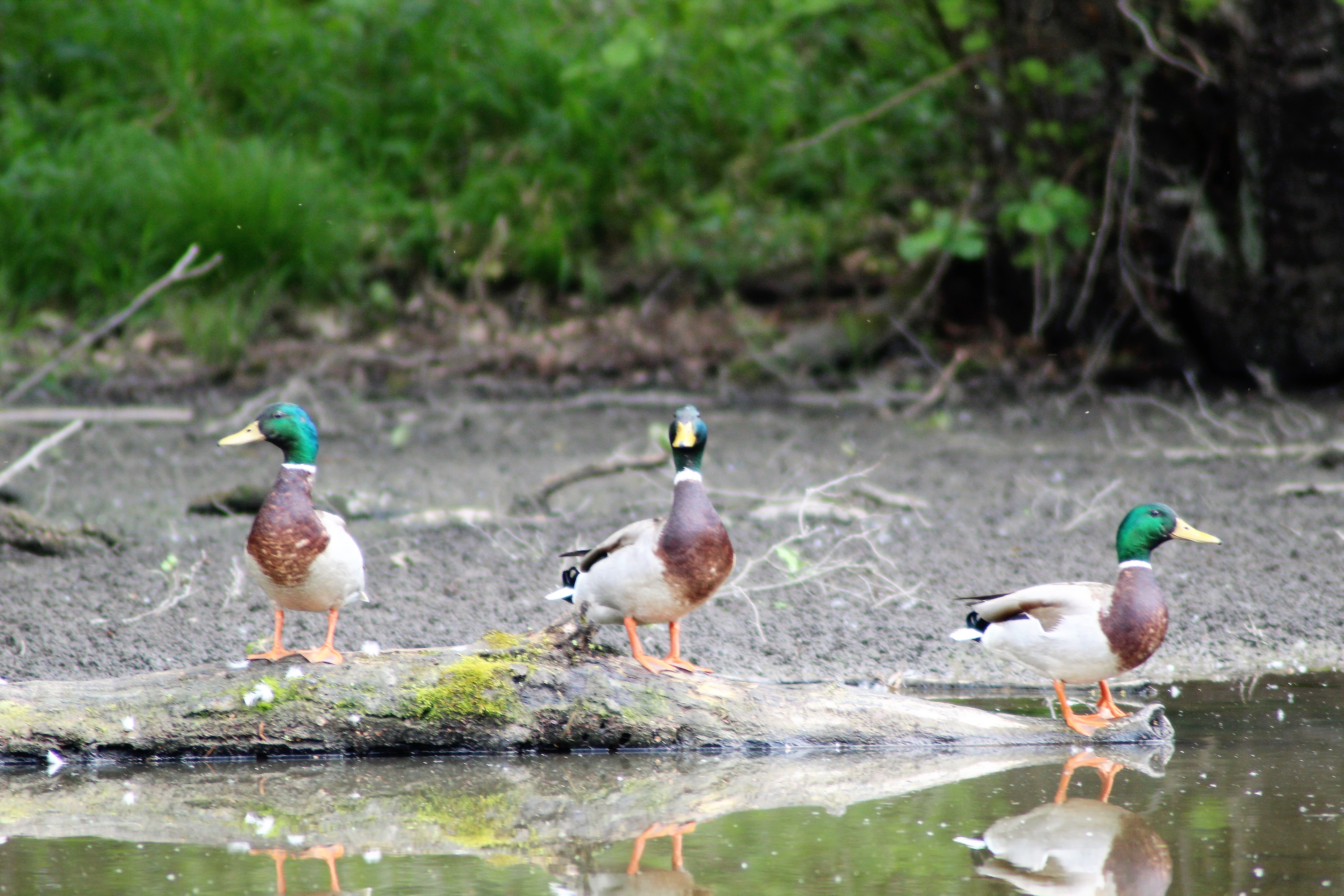 Colvert(Anas platyrhynchos) 03 Allier (2).JPG