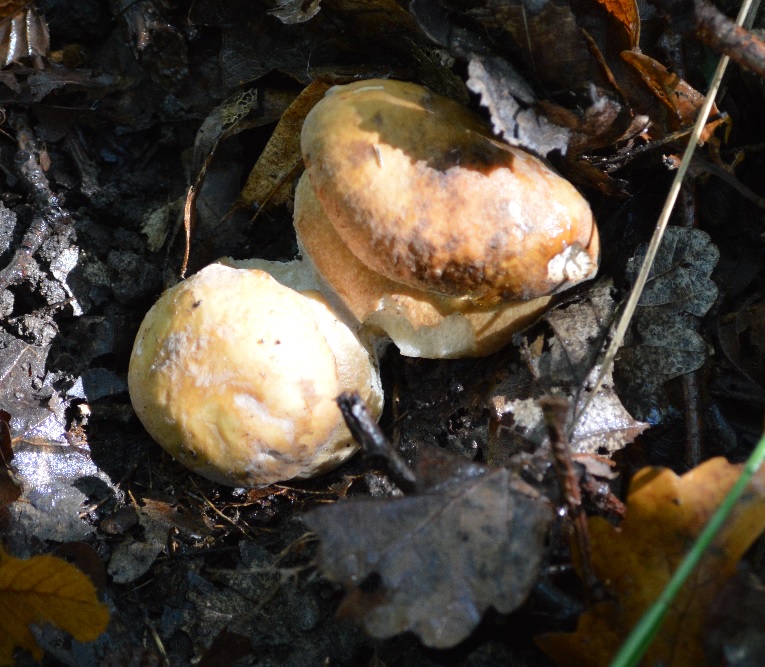 Cèpe (boletus édulis).jpg