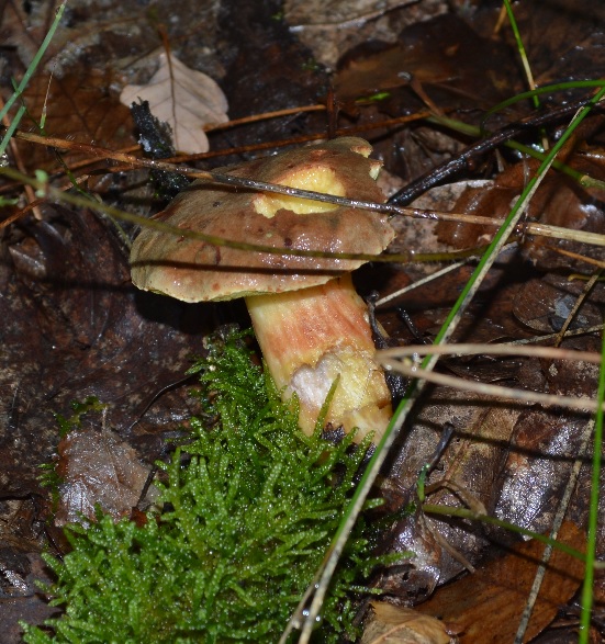 Bolet jaune (boletus chrysenteron).JPG