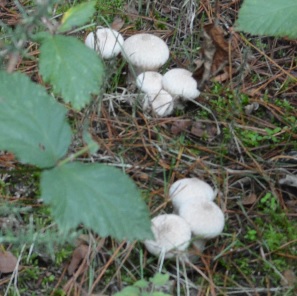 Vesse de loup perlée (lycoperdon perlatum).jpg