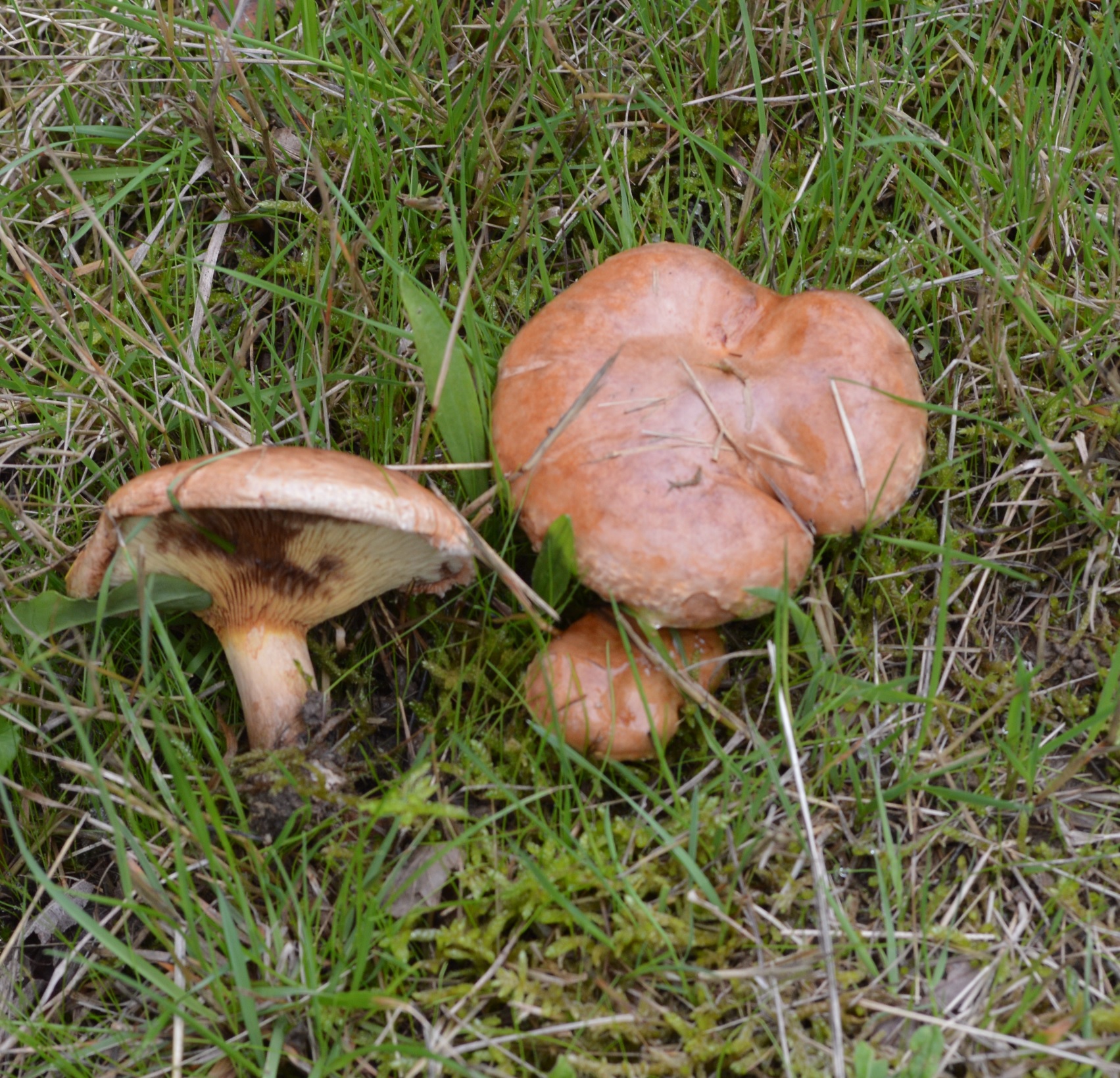 Paxille enroulé (paxillus involutus).jpg