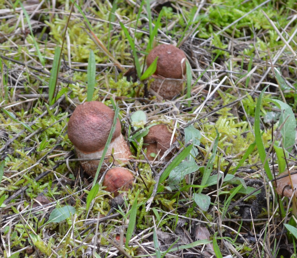 Bolets des bouleaux (Leccinum scabrum).jpg