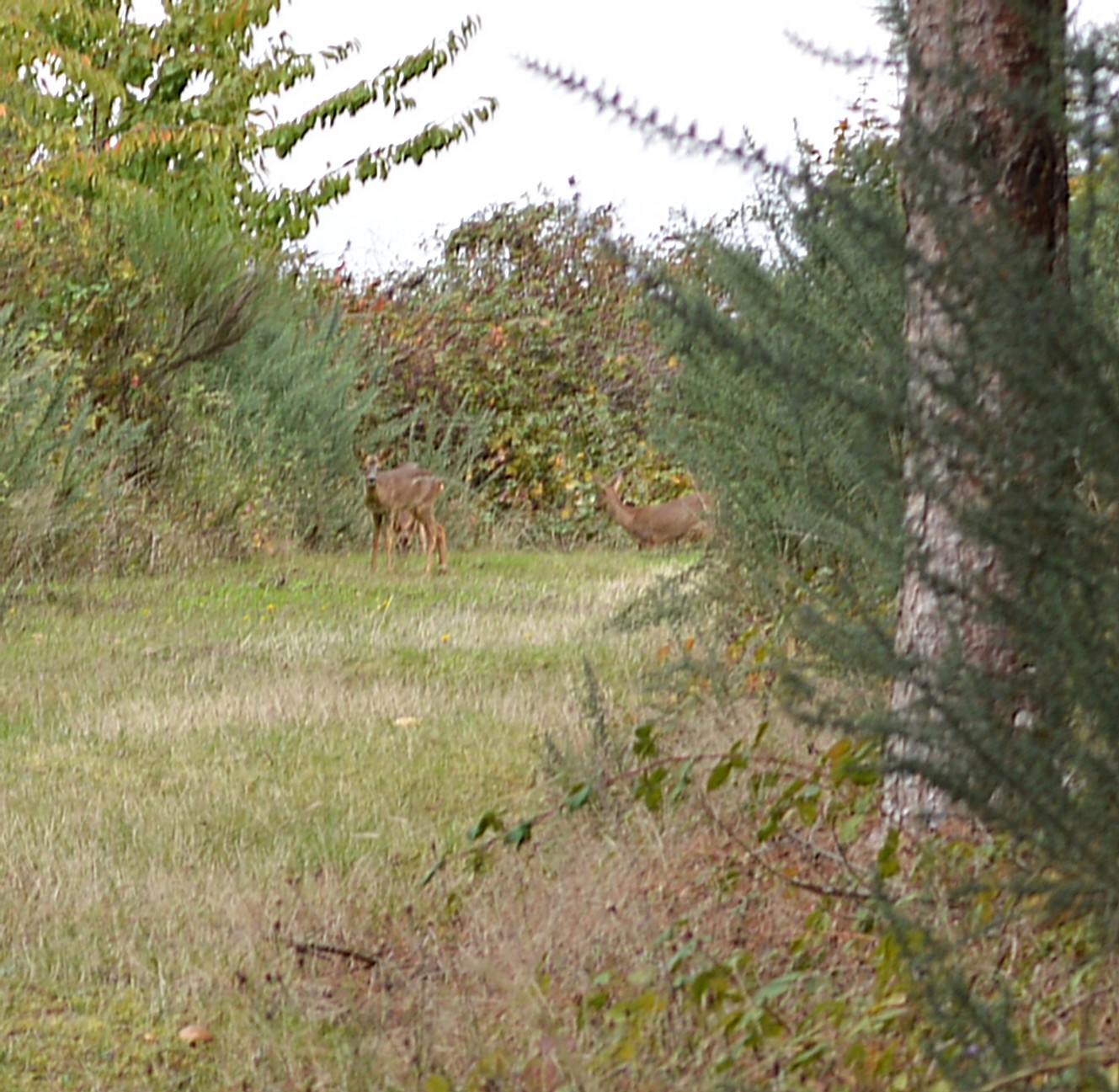 Chevreuils au détour du chemin (Capreolus capreolus).JPG