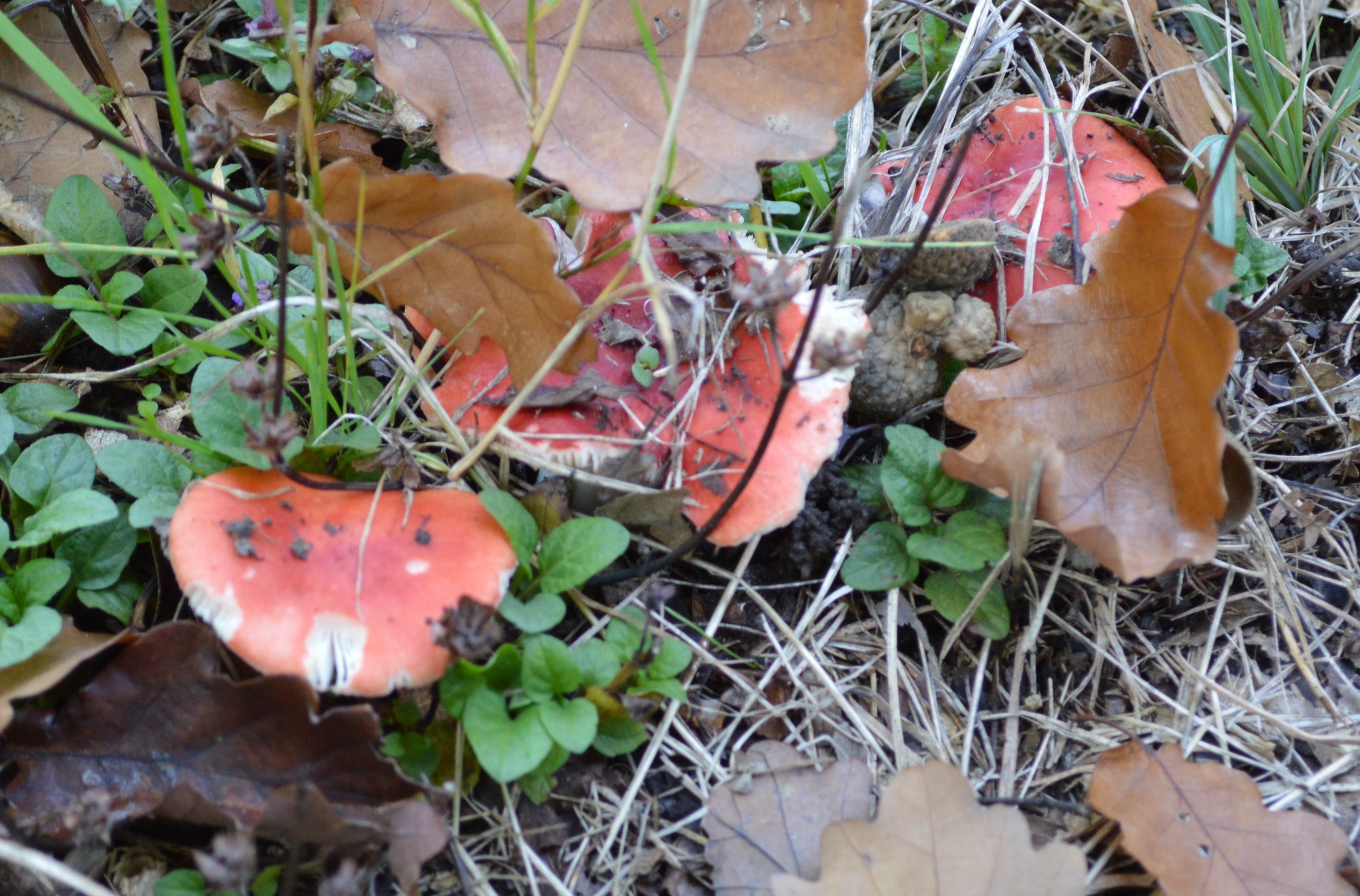 Russule emetique Russula emetica.JPG