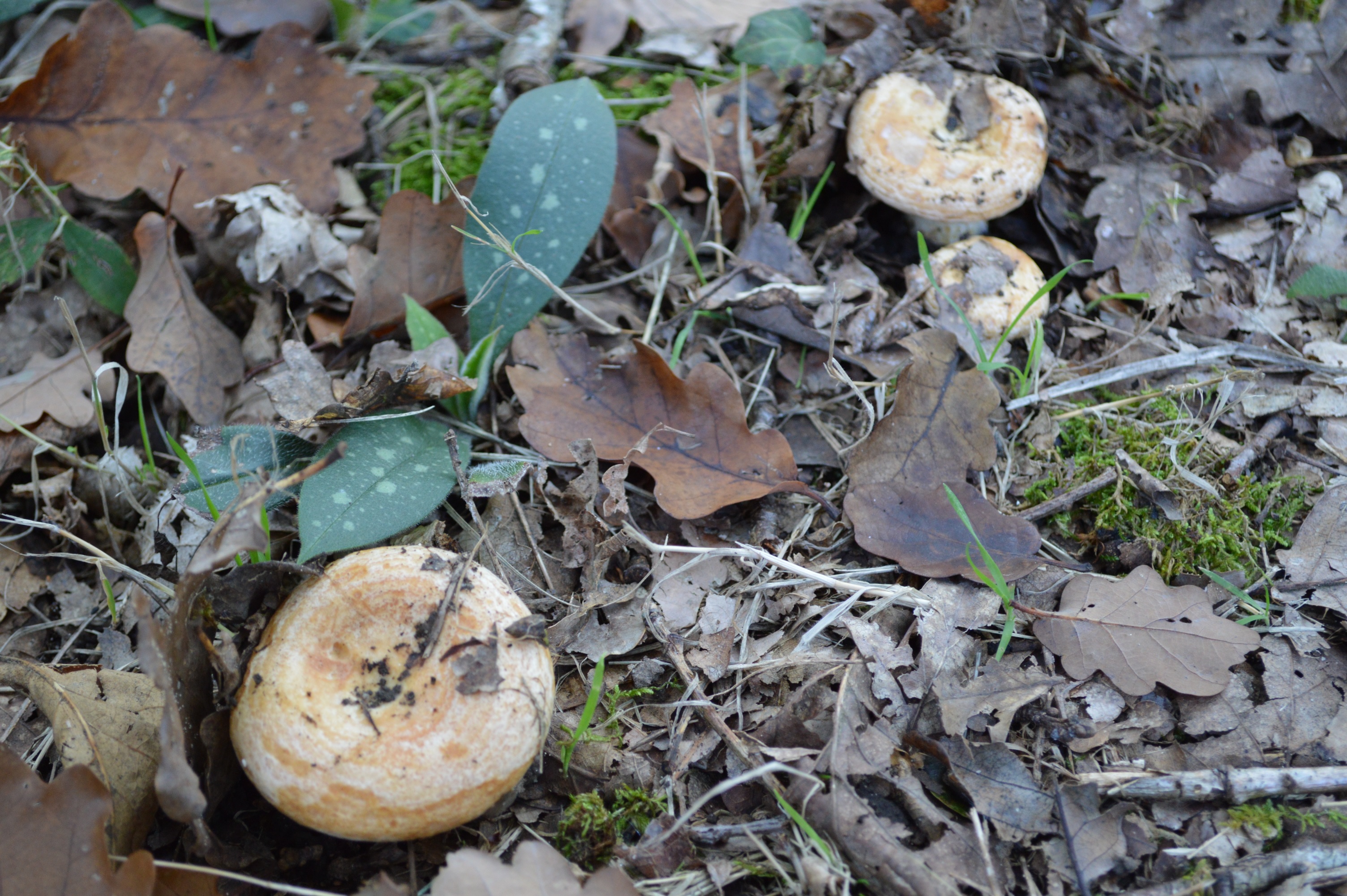 Lactaire à toisons Lactarius torminosus.JPG