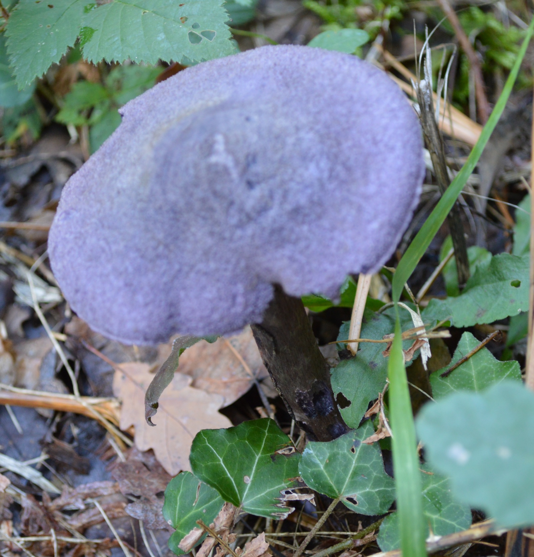 Cortinaire violet cortinarius violaceus.JPG
