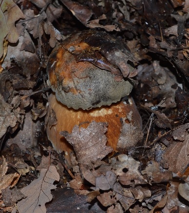 Cèpe tête de nègre Boletus aereus.JPG