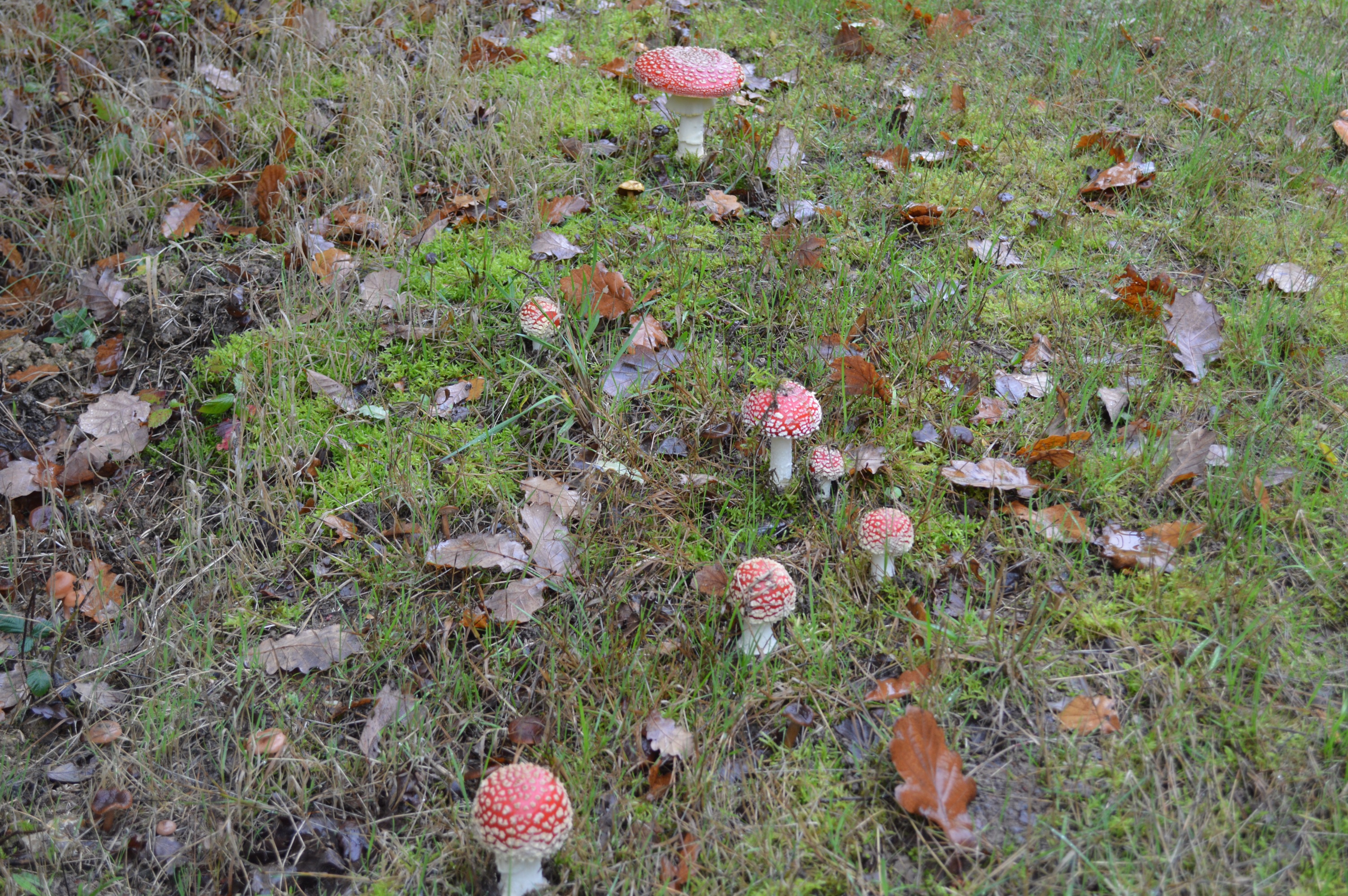 Famille d'Amanites tue mouche (amanita muscaria).jpg
