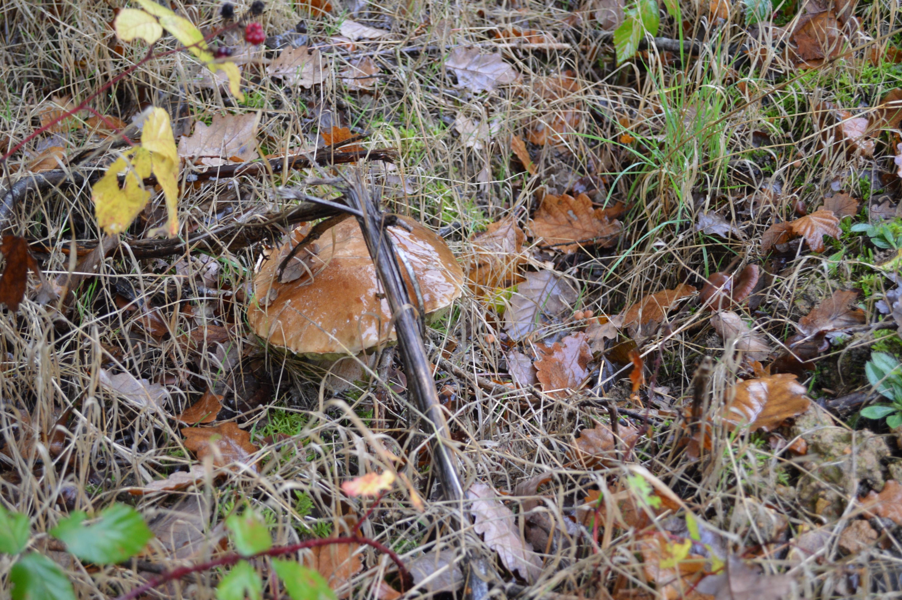 Cèpe de Bordeau (bolétus édulis).jpg