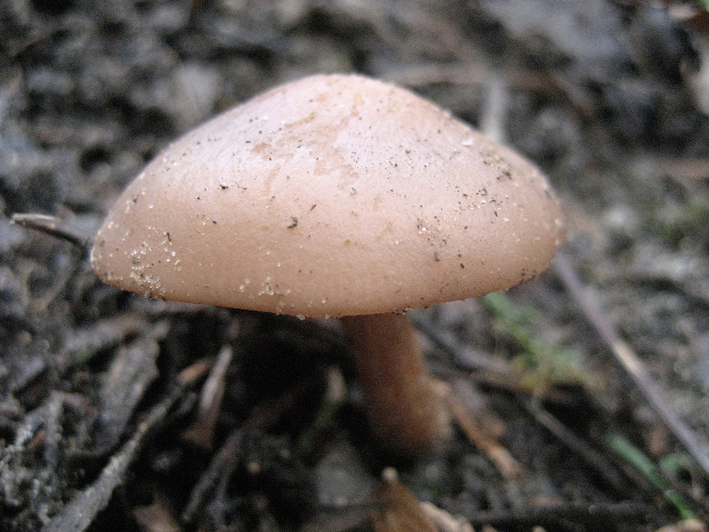 IMG_4036.JPG