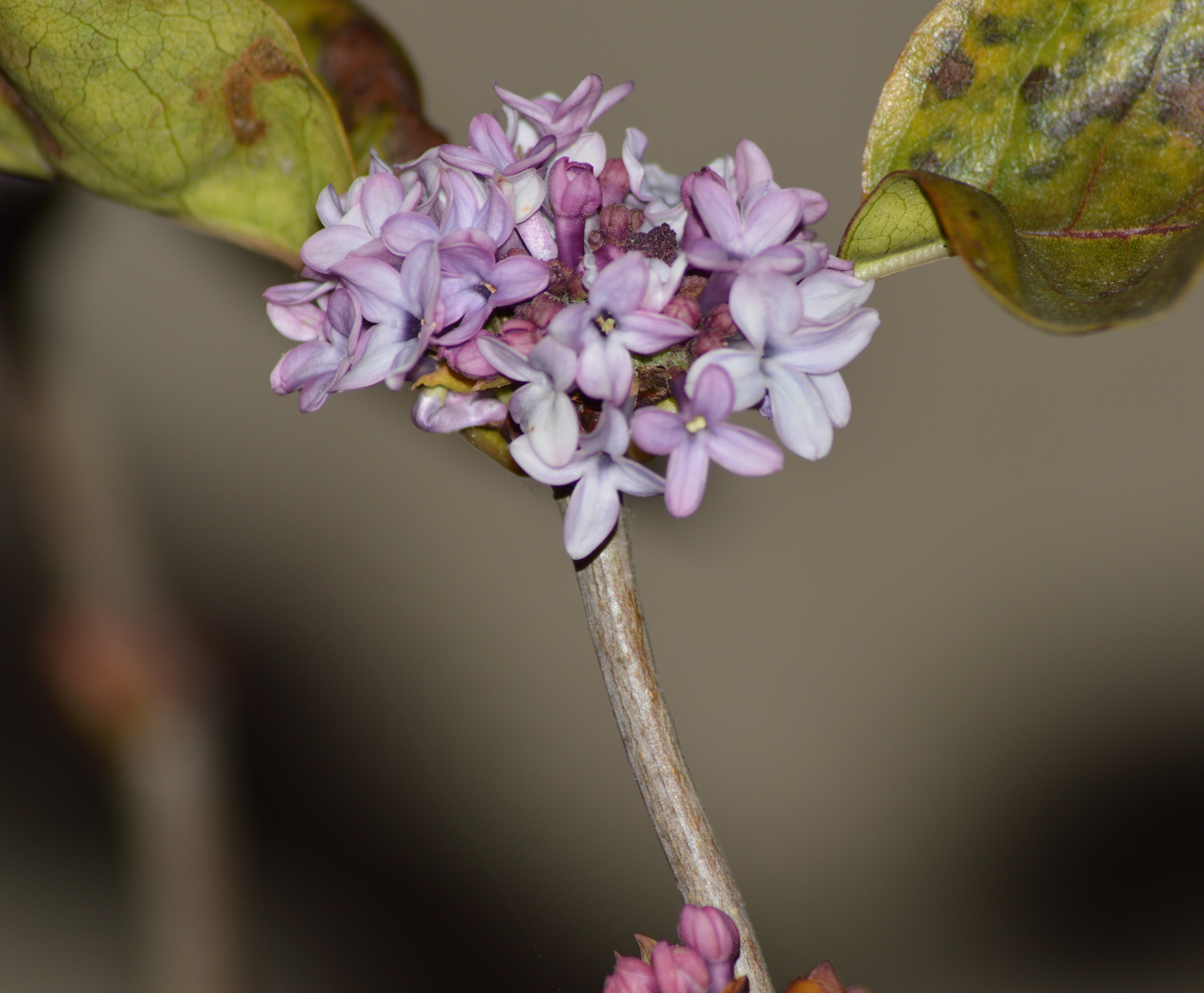 Lilas le 26 11 2020 b.JPG