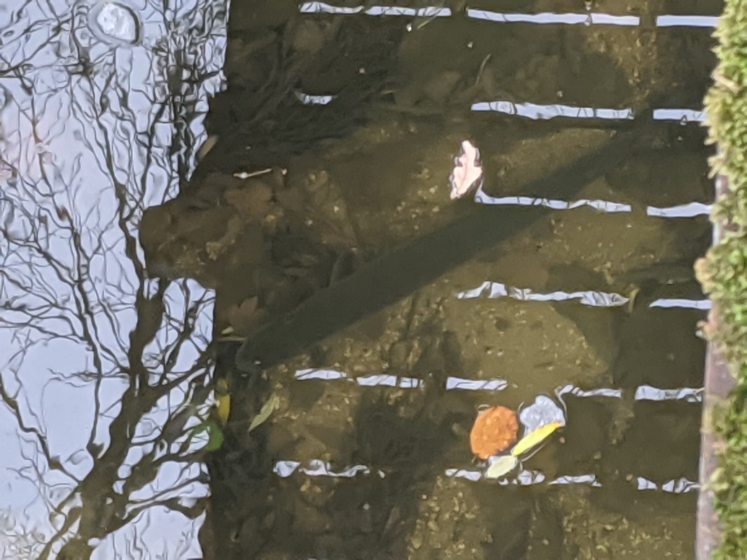 BROCHET.jpg