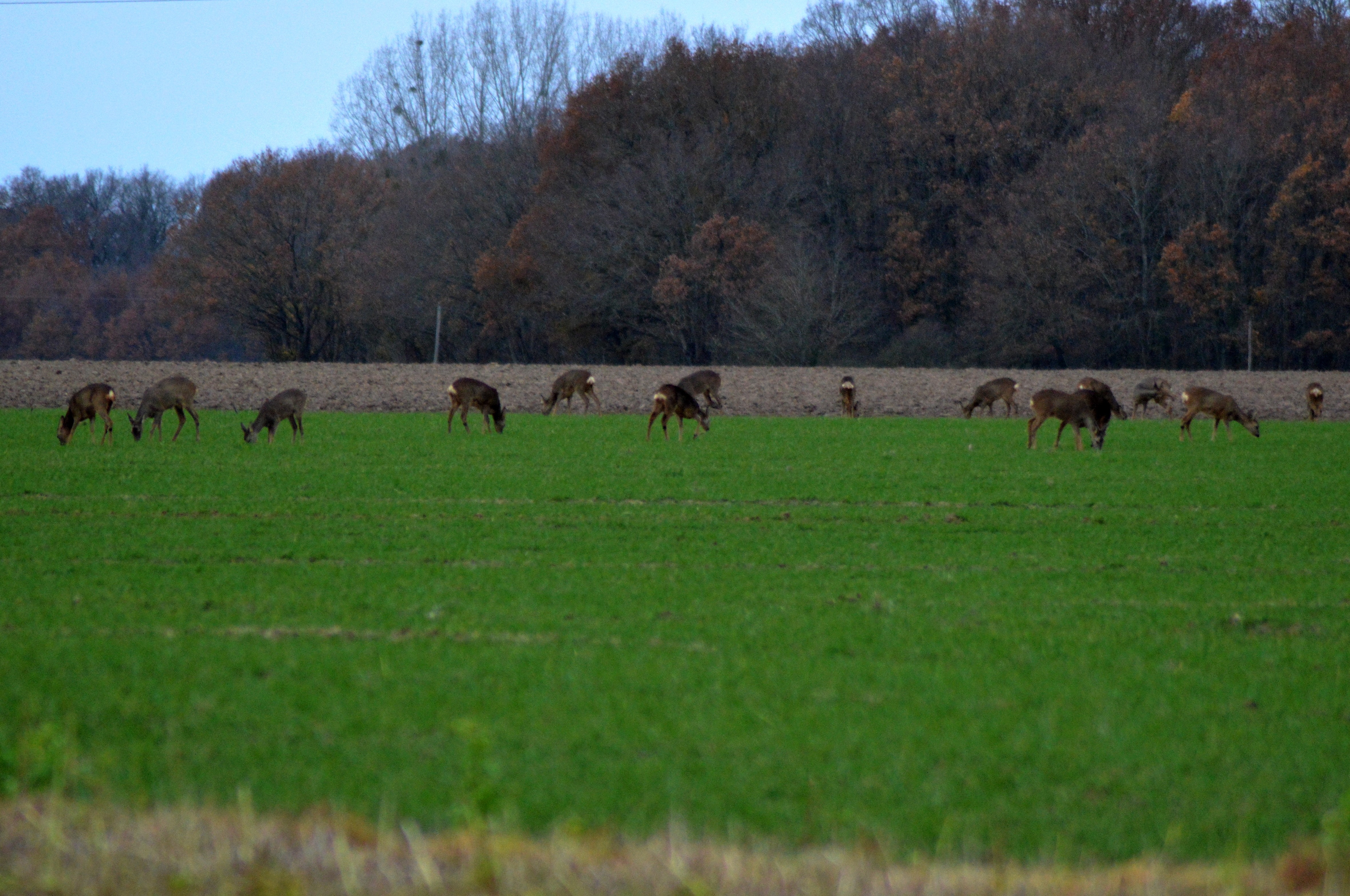 Chevreuils de Perdissac 1.JPG