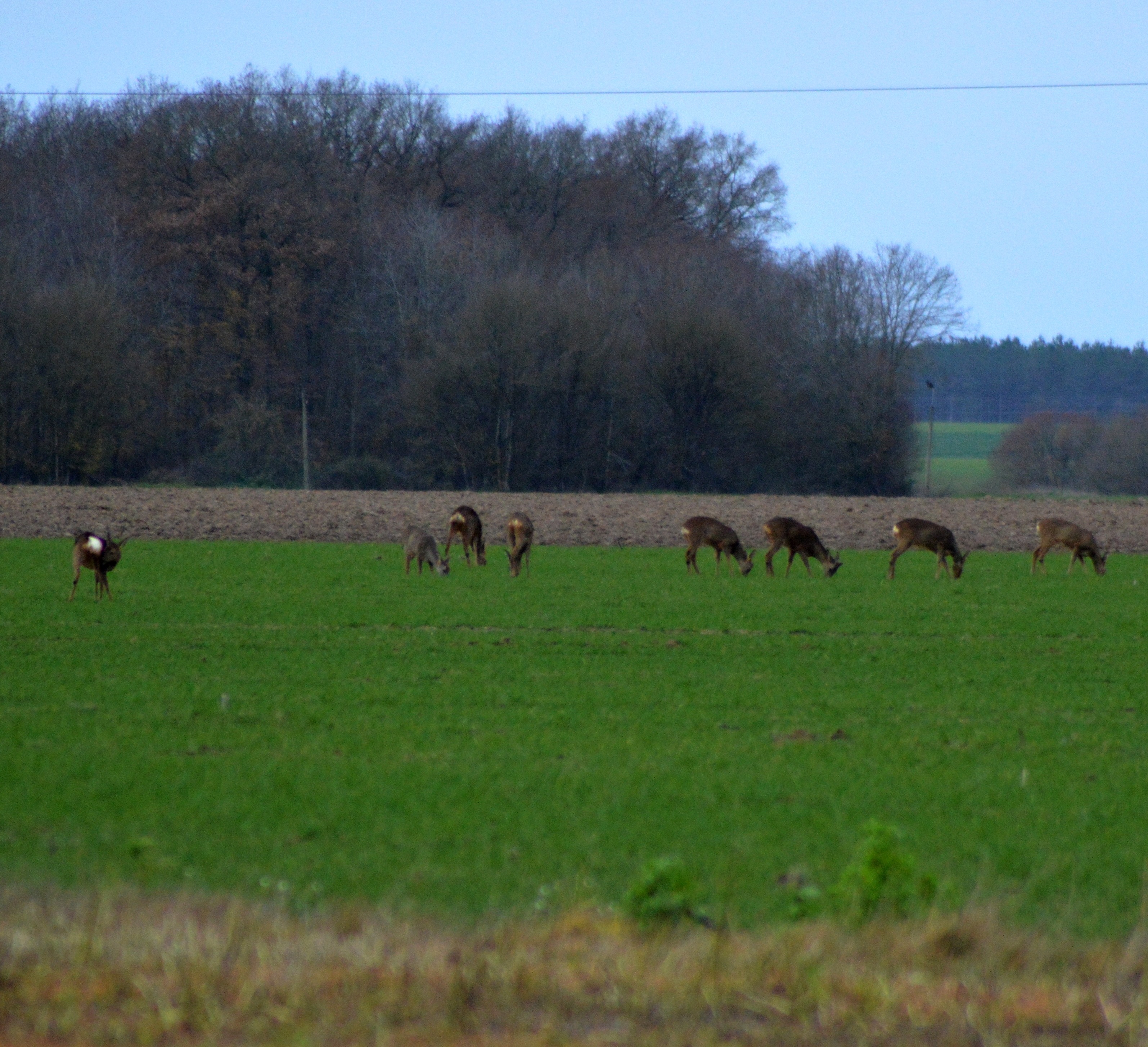 Chevreuils de Perdissac 2.JPG