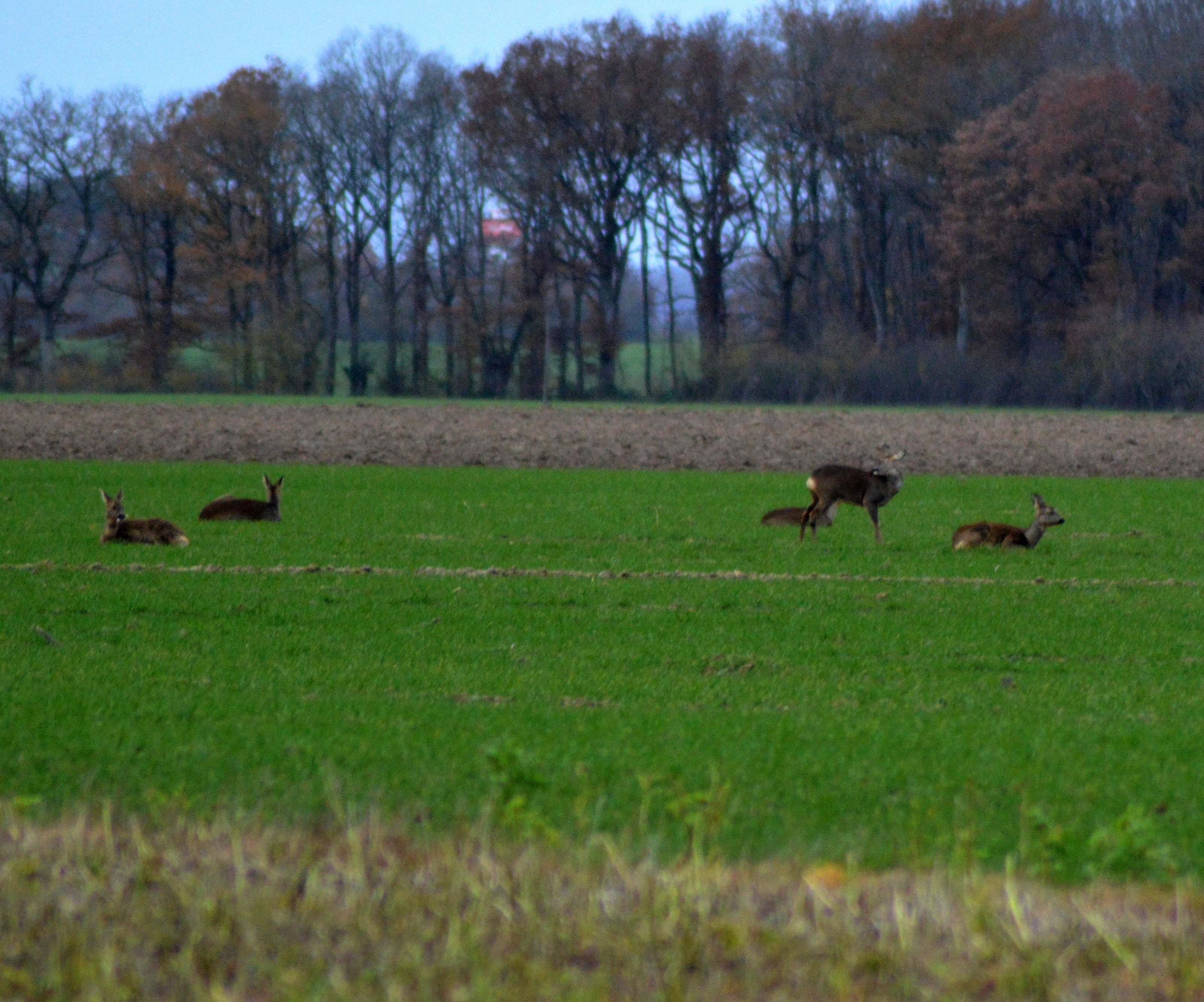 Chevreuils de Perdissac 3.JPG