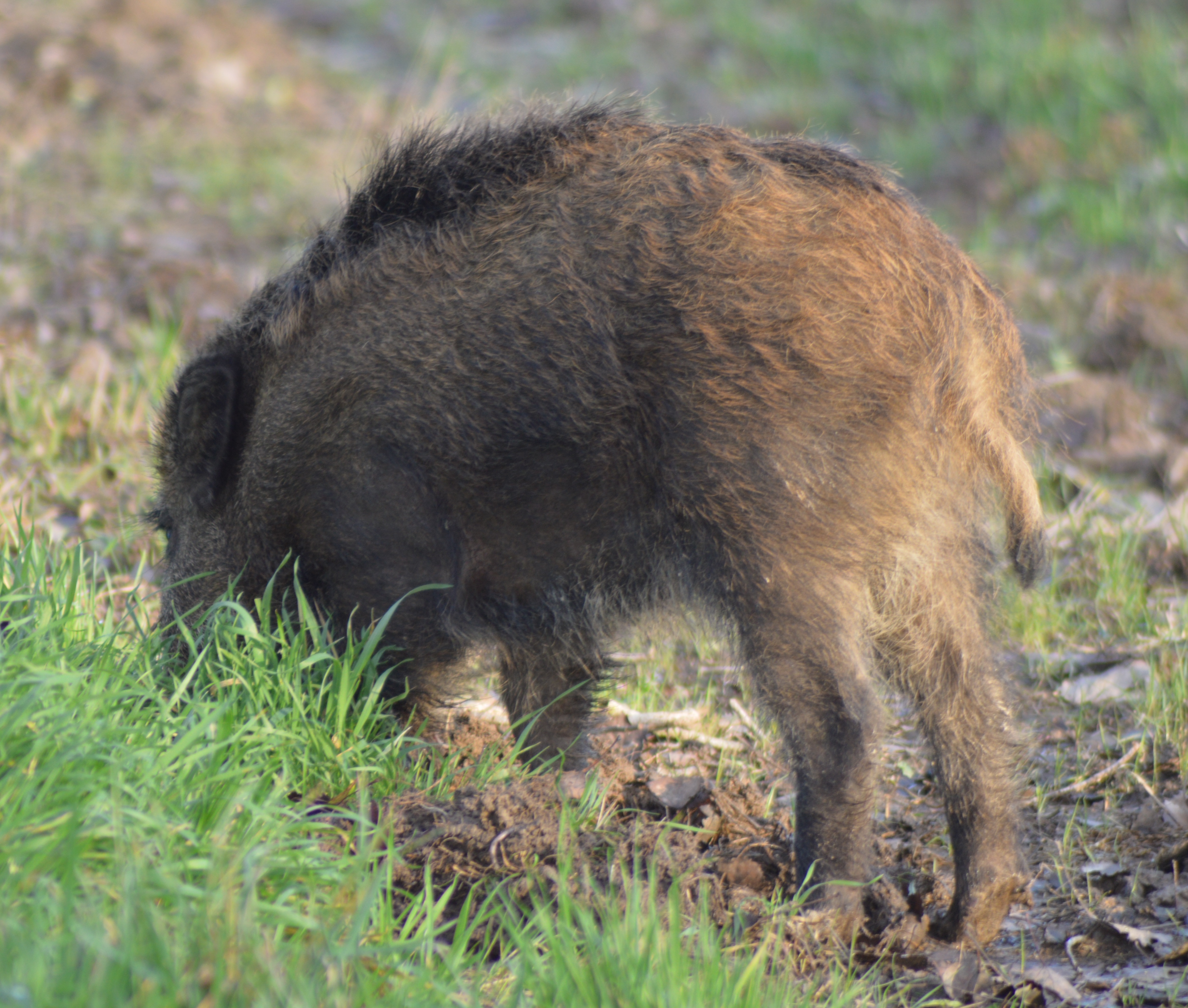 Petit sanglier sur Guilly 1.JPG
