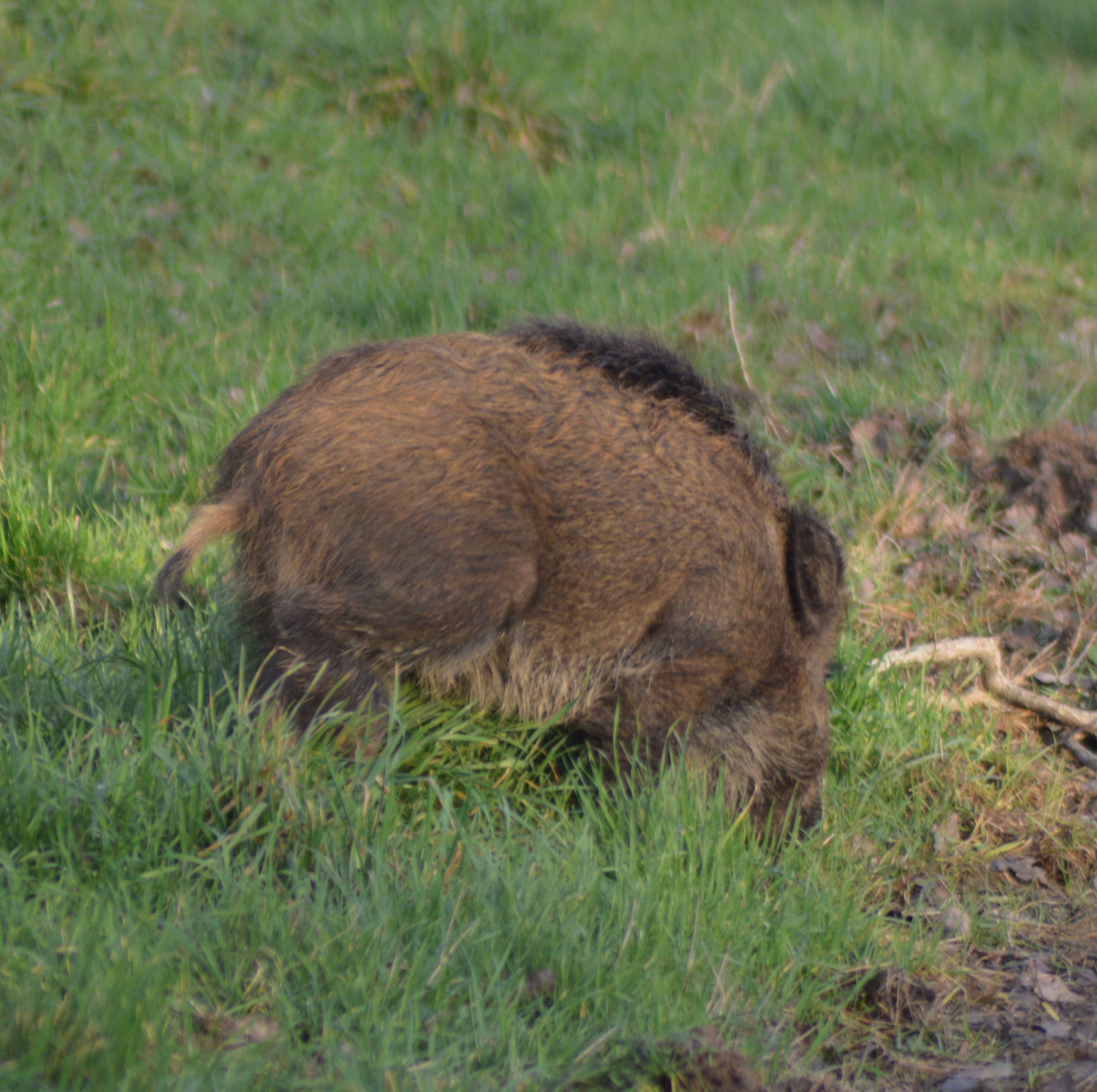 Petit sanglier sur Guilly 2.JPG