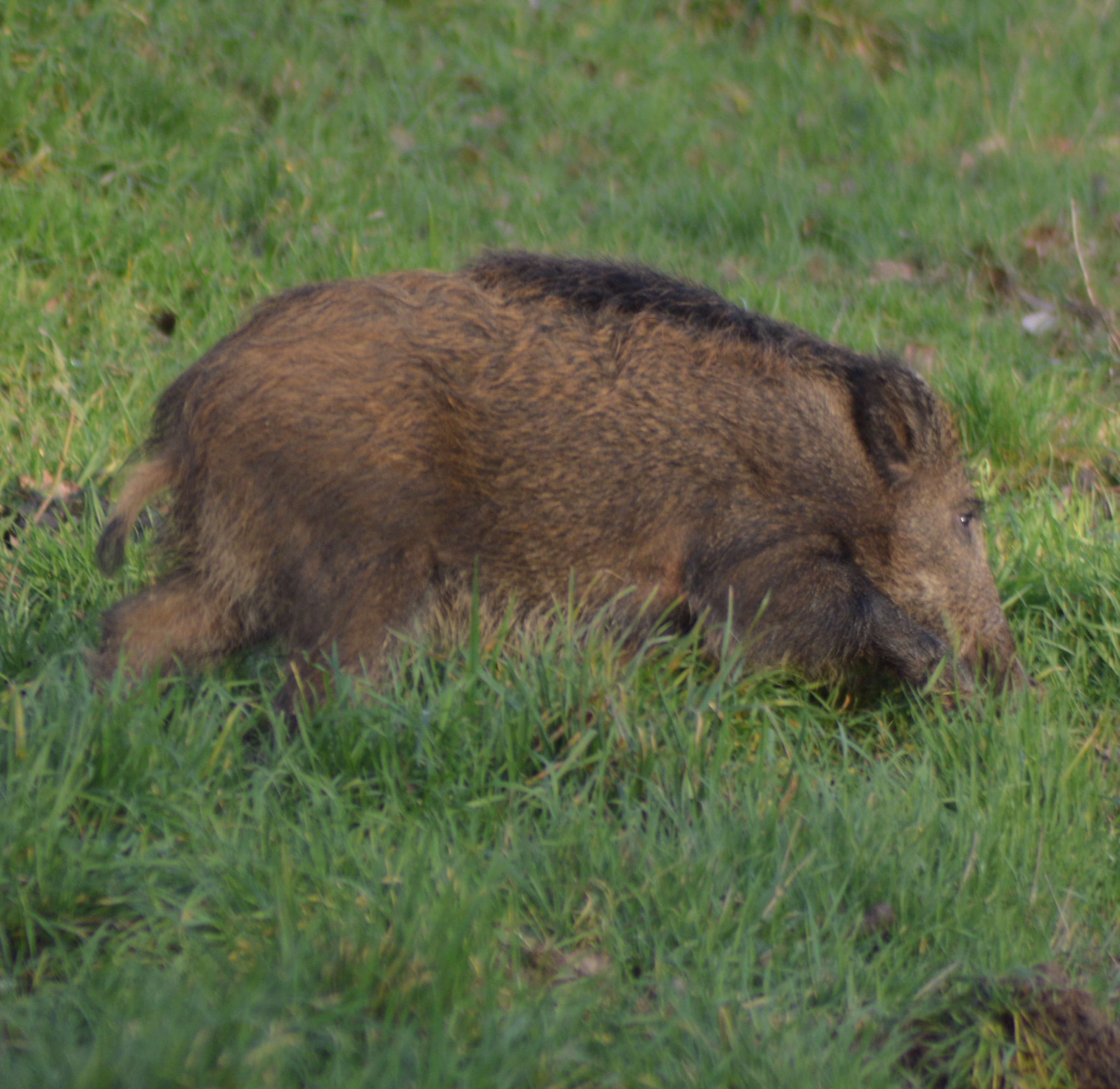 Petit sanglier sur Guilly 3.JPG