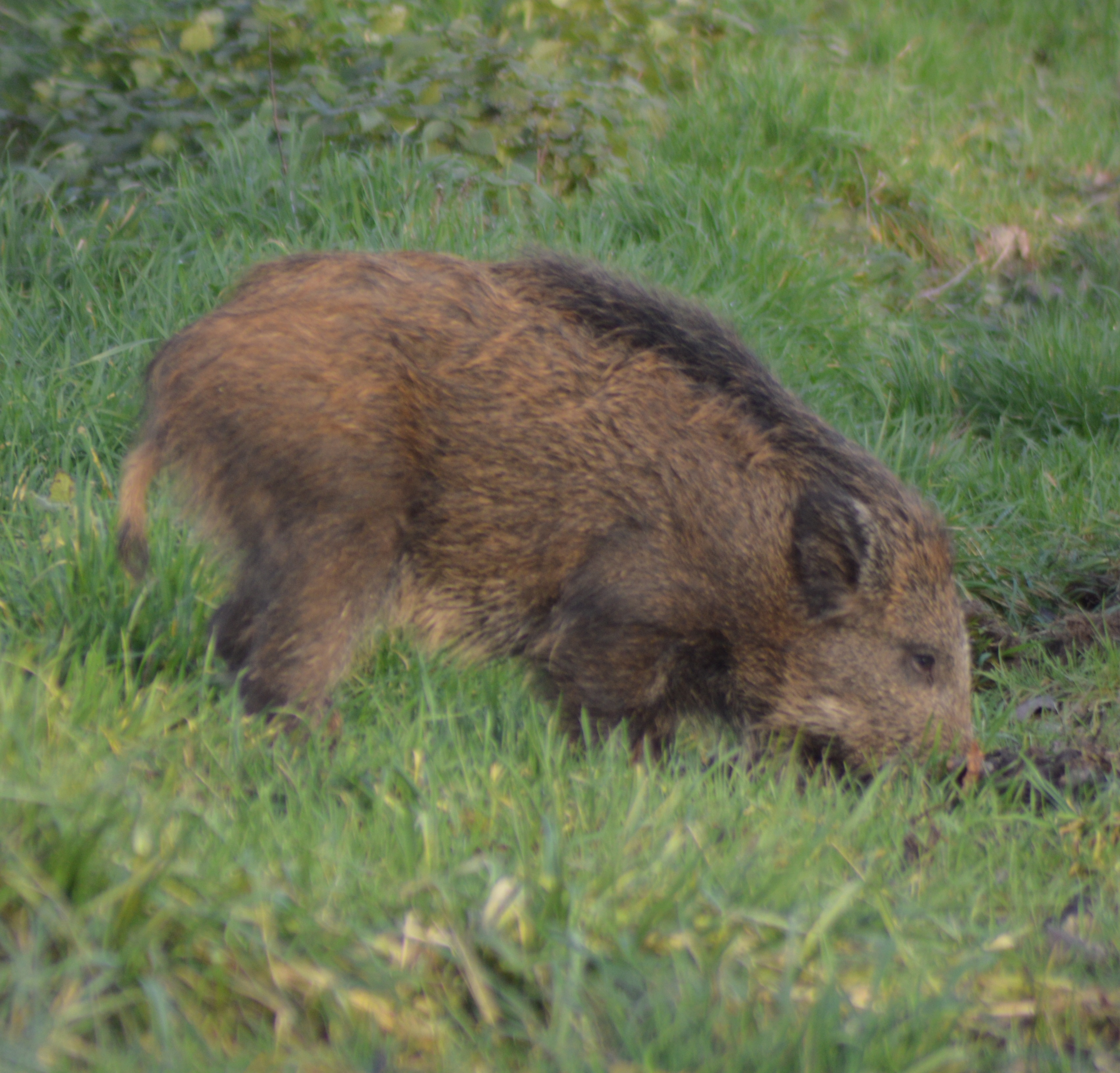 Petit sanglier sur Guilly 4.JPG